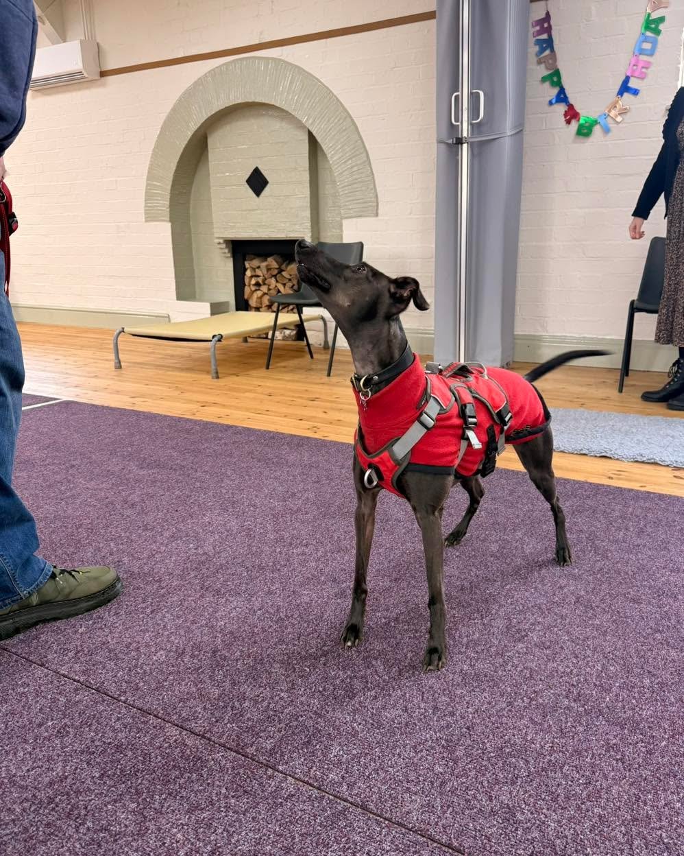 Part  3 of 3 &ndash; Lillie turns 4. 

We celebrated three birthdays across today&rsquo;s classes.

I was going to do one lovely group post for them all&hellip; but frankly, I have far too many fabulous photos. So we are going with a post for each.

