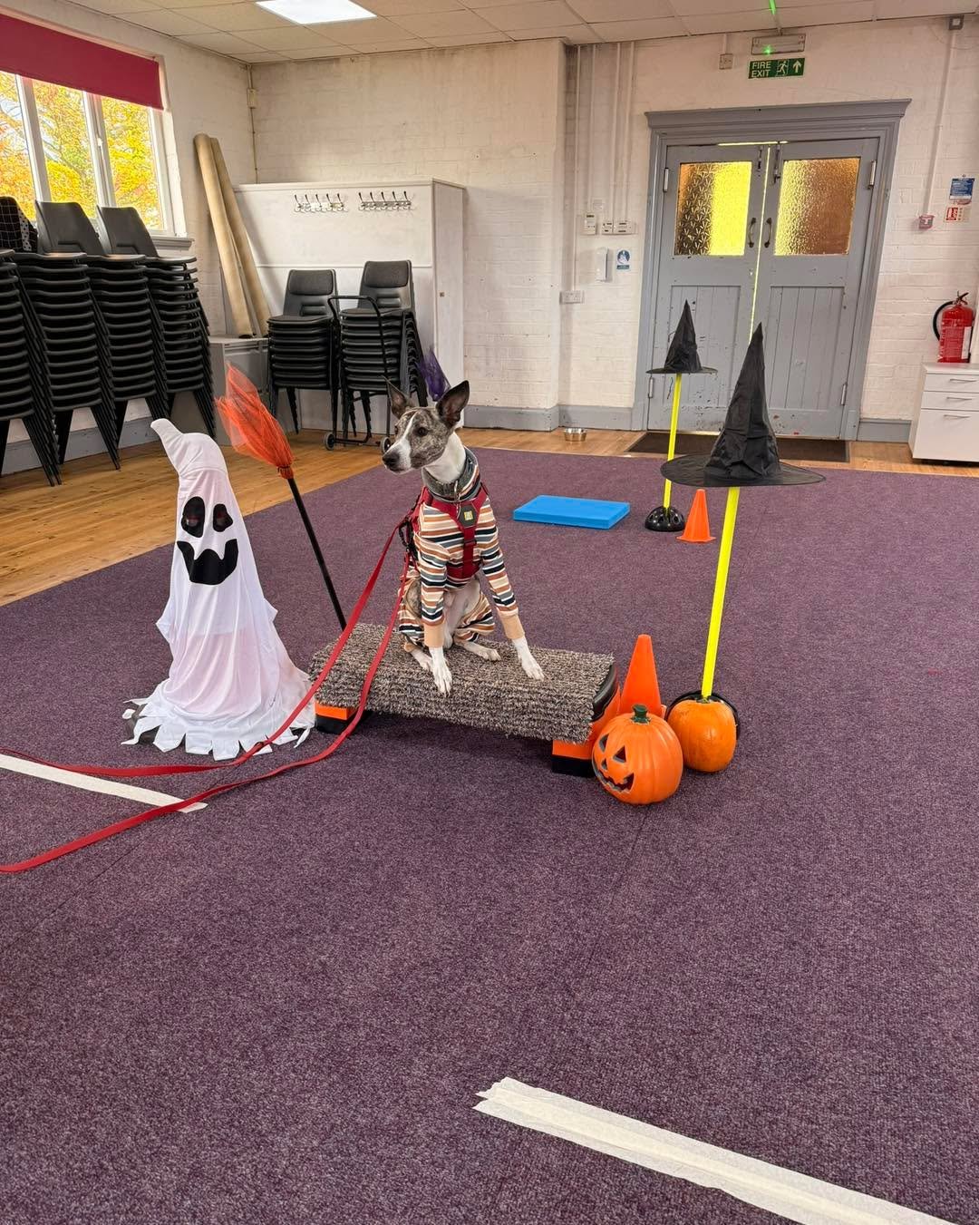 Part 2 of 3 &ndash; Lenny turns 3 

We celebrated 3 birthdays across today&rsquo;s classes.

I was going to do one lovely group post for them all&hellip; but frankly, I have far too many fabulous photos. So we are going with a post for each.

Part 2 