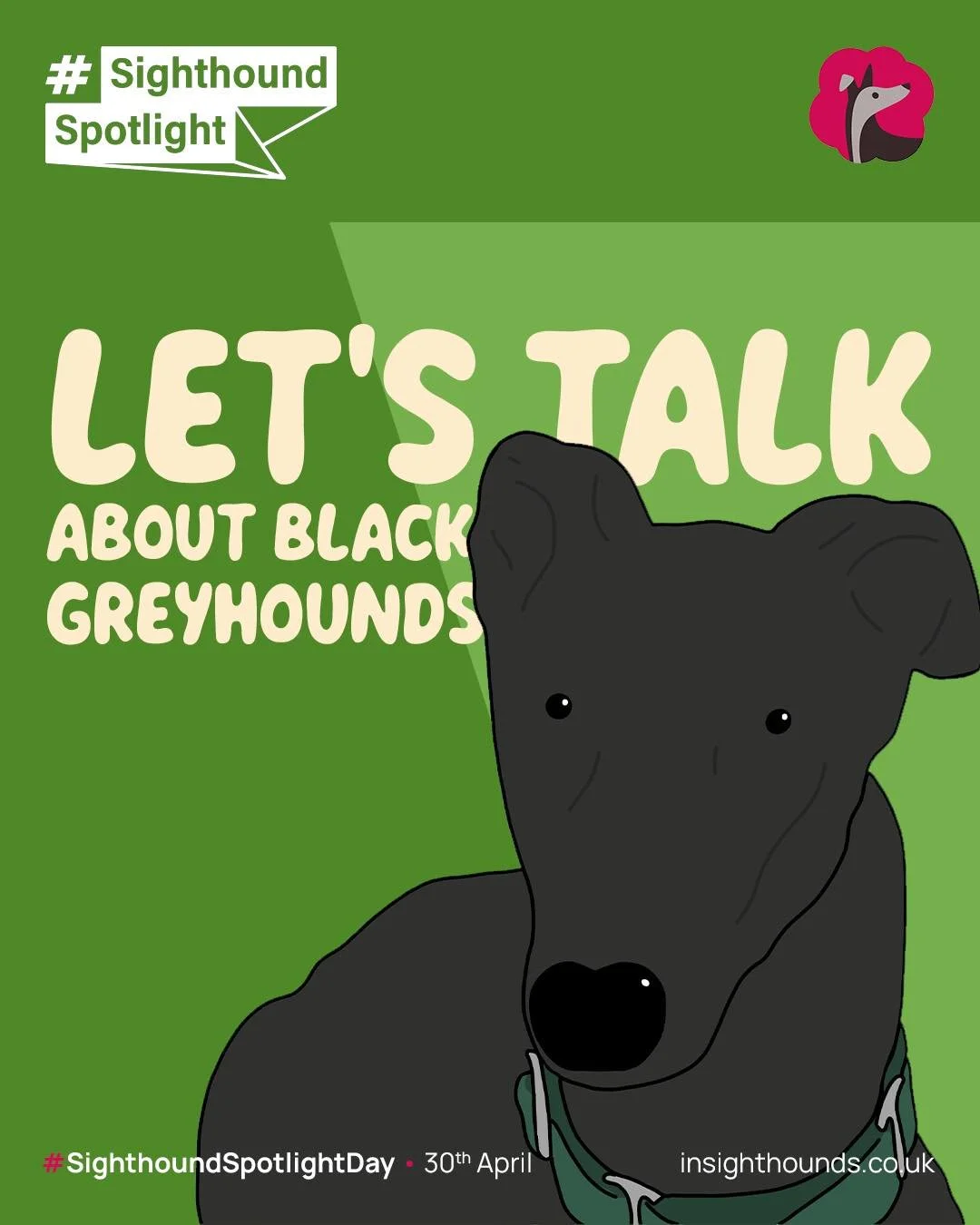 Sighthound Spotlight - We are talking about Black Greyhounds. 🖤

If you share your home with a greyhound, share a photo below.
If you know a black greyhound waiting for a home, let&rsquo;s shine the spotlight on them too. 🩷

Huge thank you to Milly