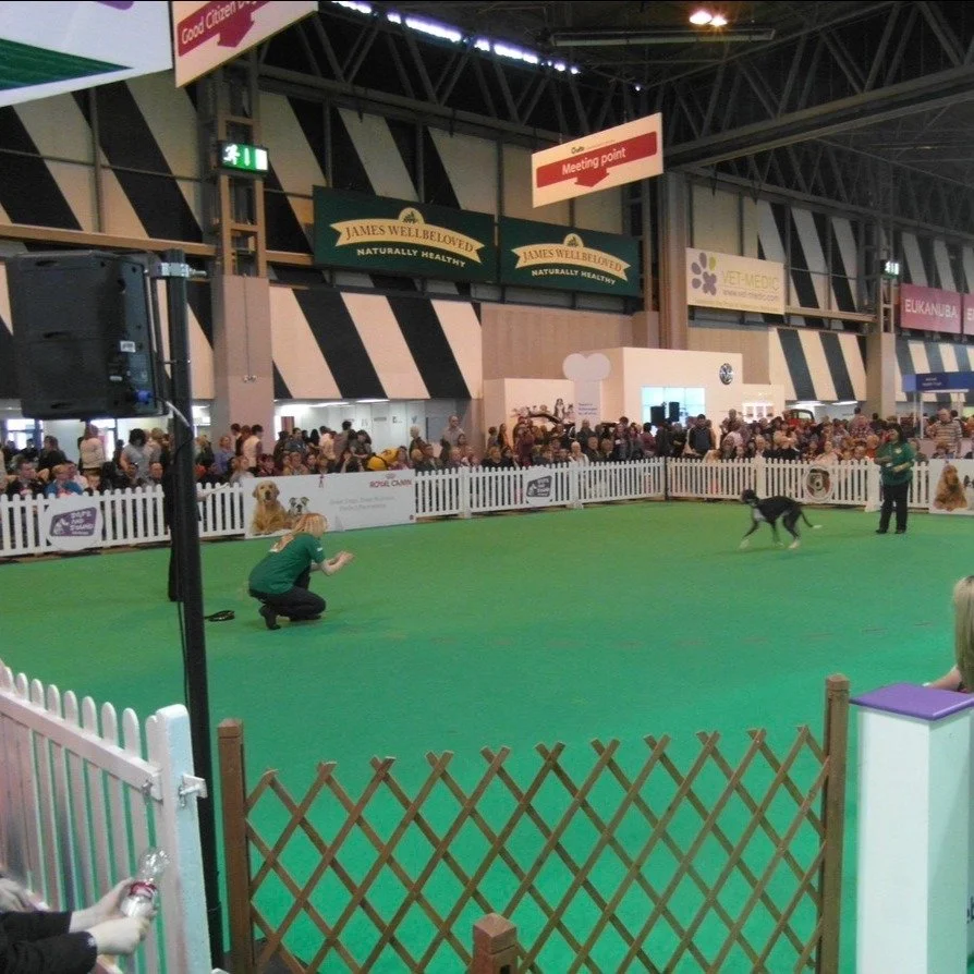 Today I&rsquo;m heading to @crufts 

Crufts always makes me think of Louis. 🩷
He really was an absolute superstar.

This photo was taken when we were doing our recall in one of the rings at Crufts for our Kennel Club Bronze Good Citizen Award.

Over