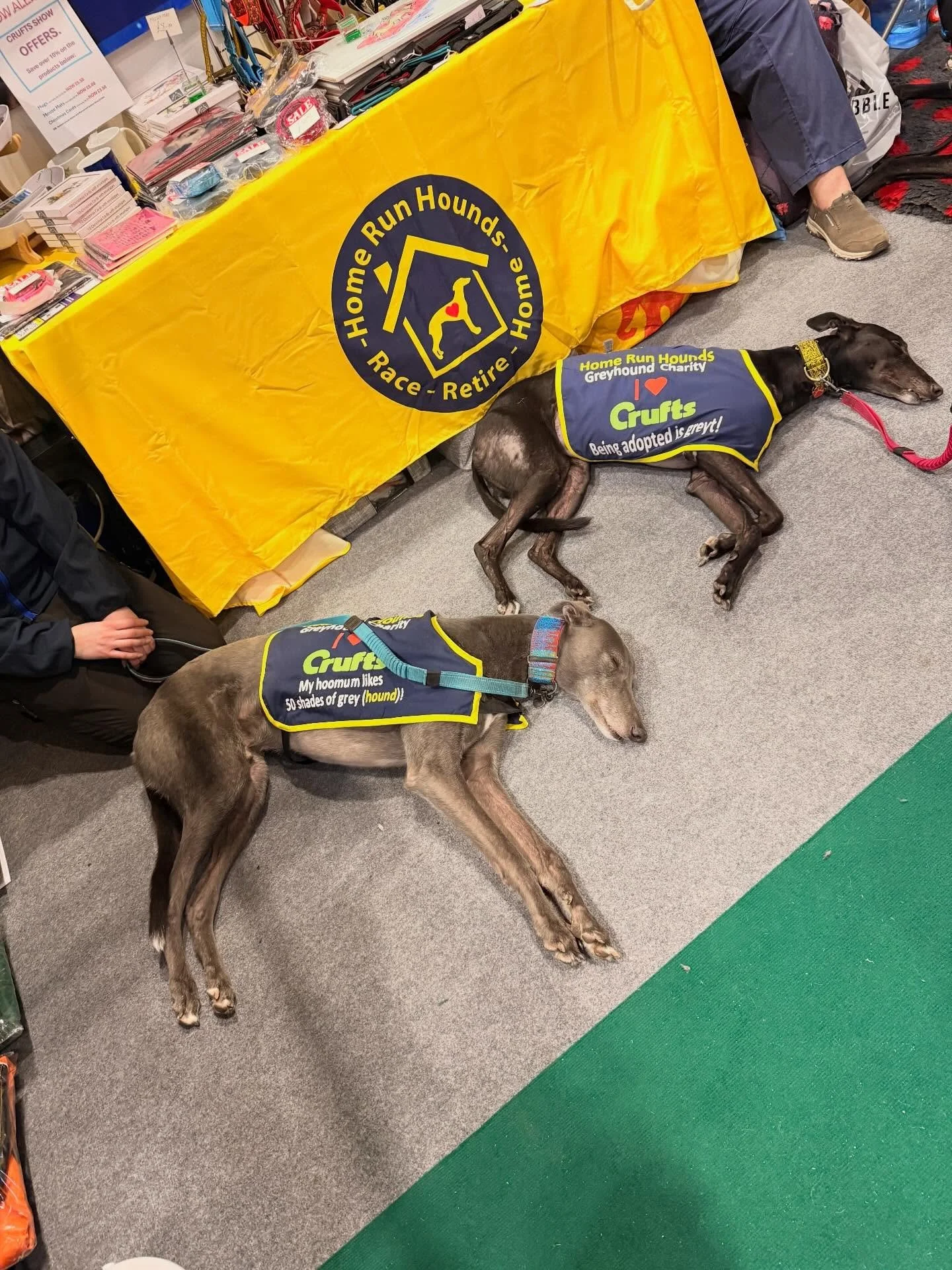 A fab day 2 at Crufts thank you @home_run_hounds for having me on your stand! Loved it.