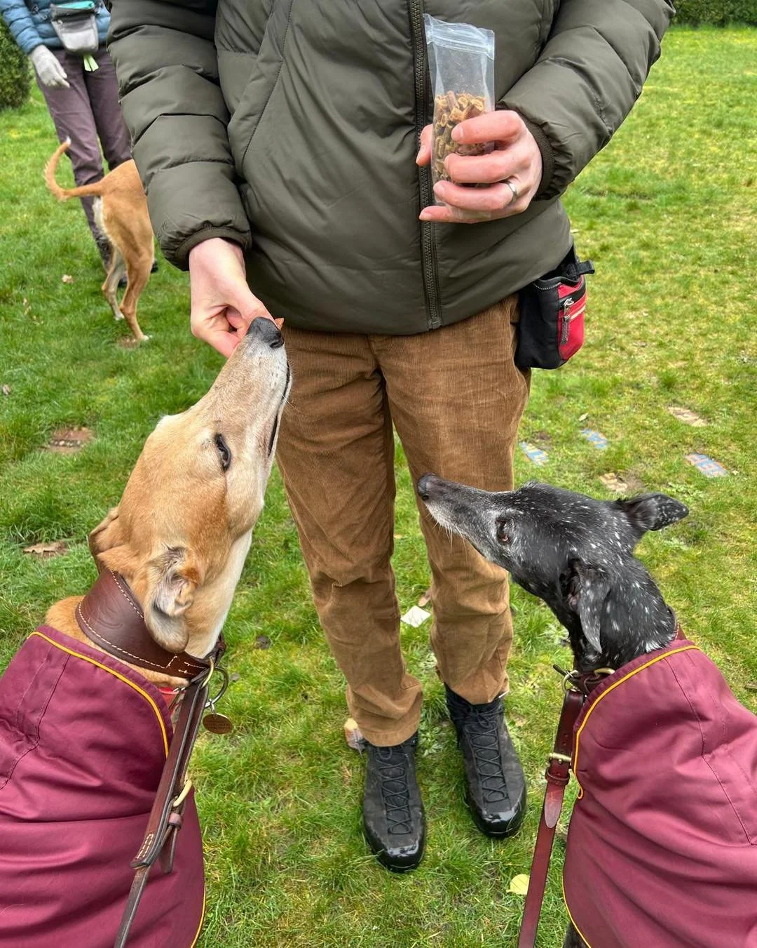 Some great photos from the social walk on Sunday at Castle Bromwich Gardens! Thanks for sharing them team. 
@castlebromwichhallgardens