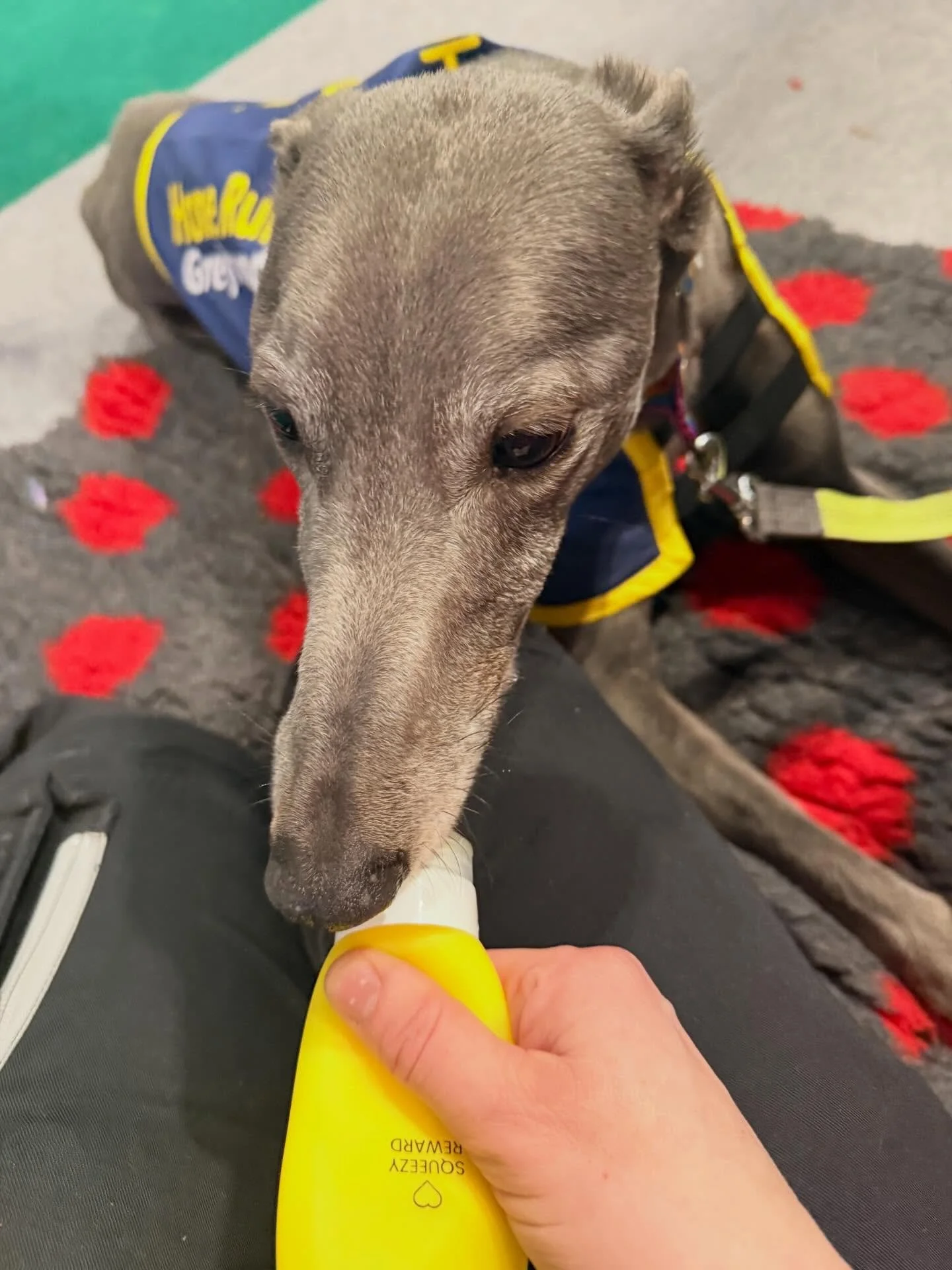 Today is Dogs in Yellow Day 💛
Yellow means &ldquo;I need space&rdquo;.
It might be a dog who&rsquo;s feeling unsure, recovering, or just finding the world a bit much at times.
And the thing is&hellip; you won&rsquo;t always be able to tell just by l