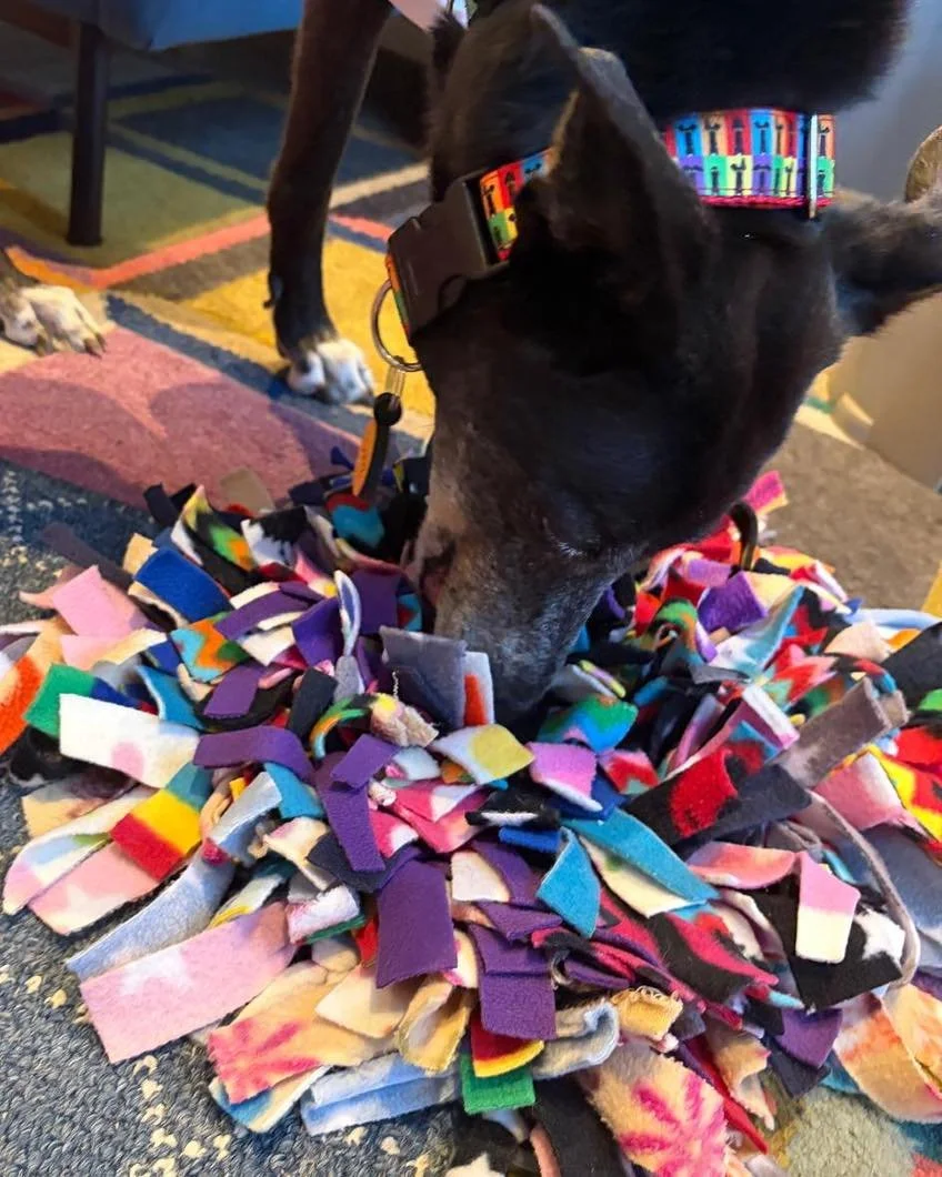 A huge thank you to the wonderful Maria and Pete at @thesighthoundsavoy for taking such great care of Izzy and Freddie last week 

It means so much knowing they&rsquo;re in a home that truly understands sighthounds. Then in addition that their wonder