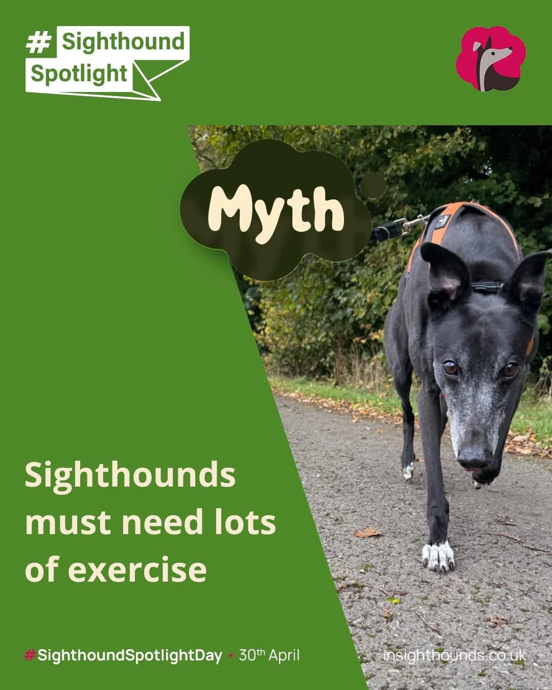 Sighthound Spotlight Day 30th April.

Have you heard this myth? 

Want to get involved all details are on the Insight hounds webpage look for Sighthound Spotlight. 

#sighthoundspotlightday #sighthoundspotlight