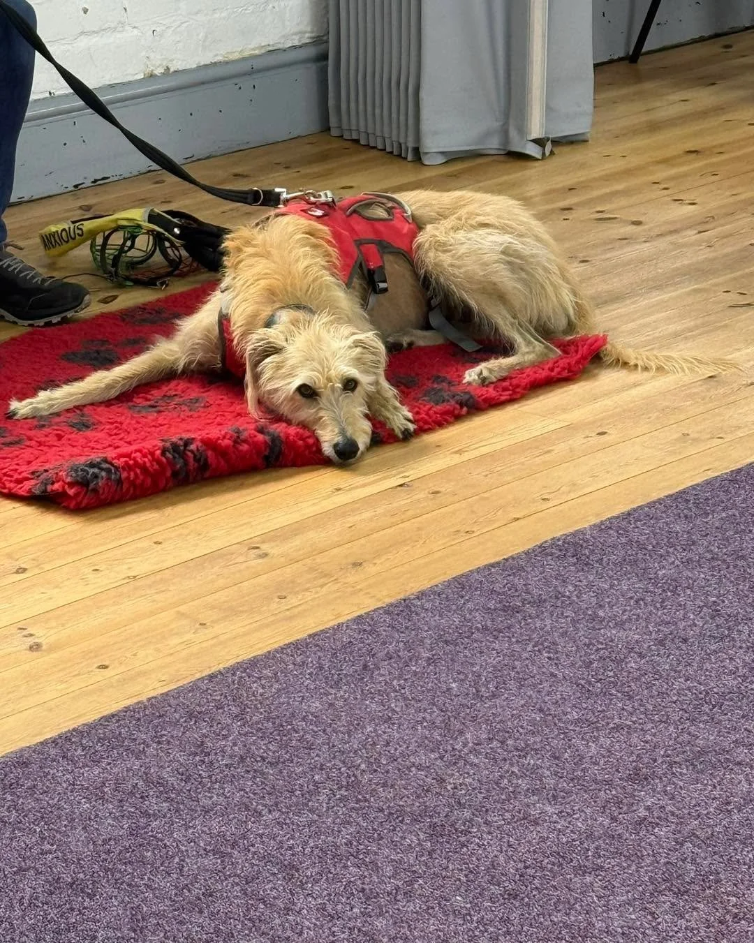 Happy birthday to the stunning Callie, who celebrated her birthday this week. 

Callie is super smart and absolutely loves her enrichment games. I remember conversations with Ali about how unsure Callie could be with other dogs. She has done so well 