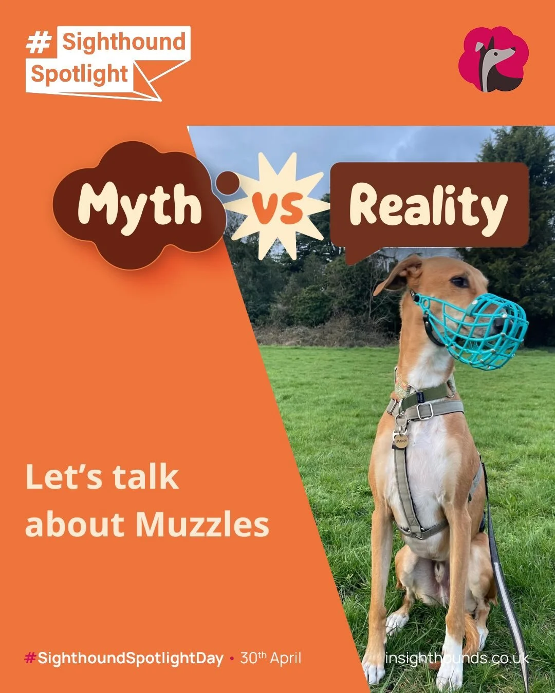Sighthound Spotlight Day - 30th April. 

#sighthoundspotlightday 
#sighthoundspotlight