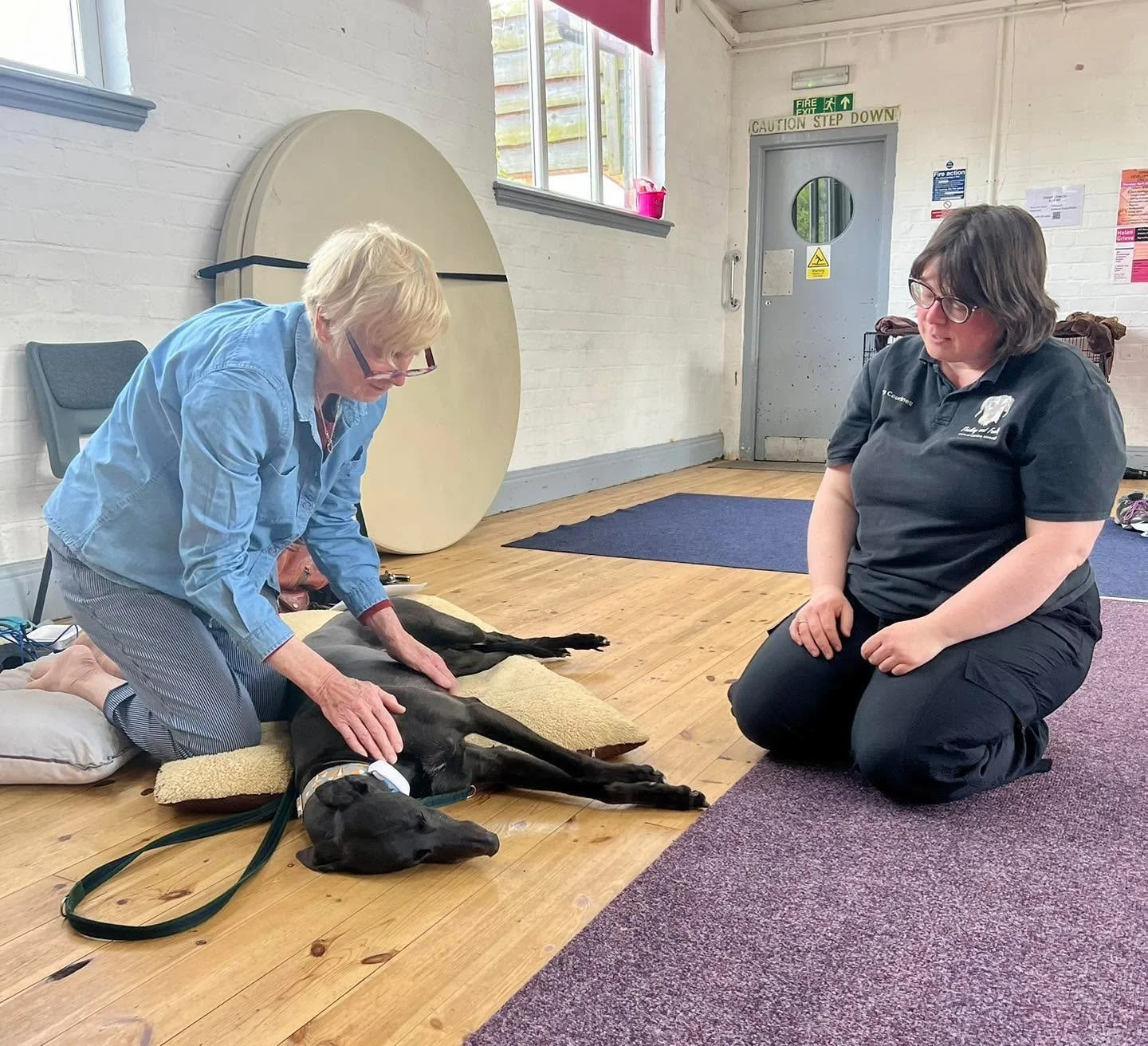 Learn Clinical Canine Massage skills with your sighthound 

I&rsquo;m really pleased to be welcoming Sam from @thinking_and_feeling_massage  to Insight Hounds for this hands-on workshop.

You&rsquo;ll learn how to safely massage your dog at home, usi