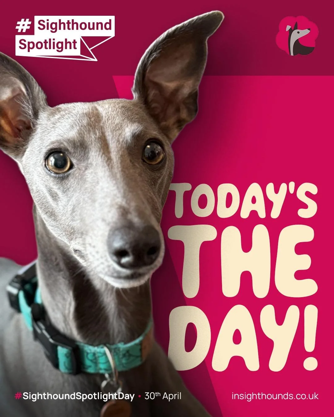Sighthound Spotlight Day is here! 
A day to celebrate these incredible dogs, share their stories, raise awareness, and help them be seen for who they truly are.

Sighthounds are so often misunderstood. Old stereotypes and myths about exercise, and tr