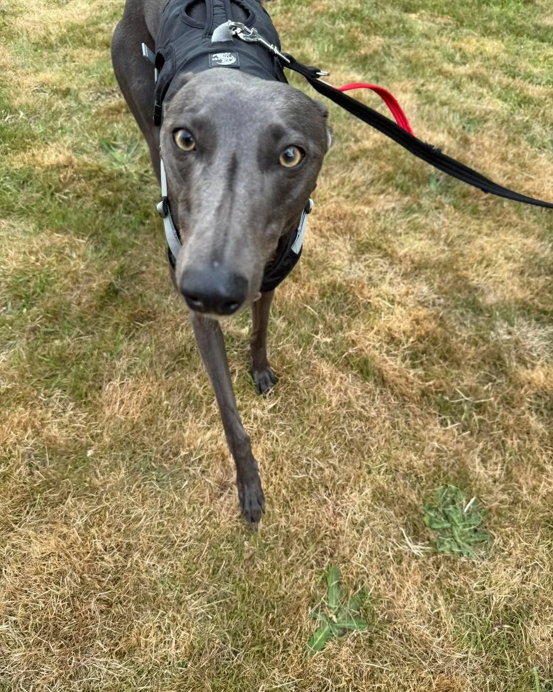 Happy birthday to the fabulous Baby, who turned three this week. 
We adore her, and so do so many others. Her best friends, Jimmy and Paddy, love spending time with her, and it&rsquo;s always lovely to see them together.
Anjella and Tony, you are bot