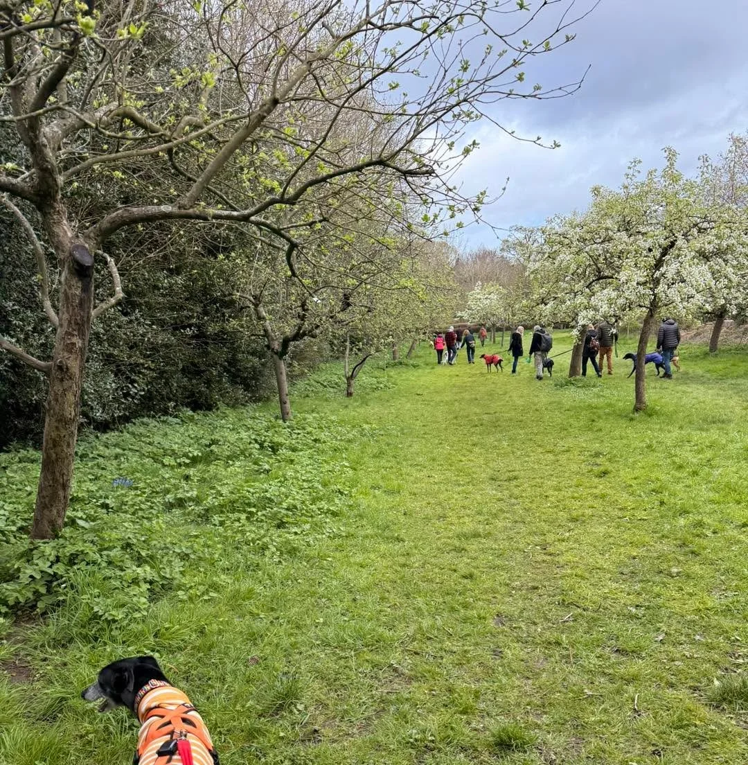 Sighthound Social Walk this Sunday 10th May 10.30am at Castle Bromwich Hall Gardens 

It&rsquo;s a beautiful venue, chat to other Sighthound people, lots of Sighthounds and great cakes. 

All are welcome. All dogs need to be on lead Entry fees apply 