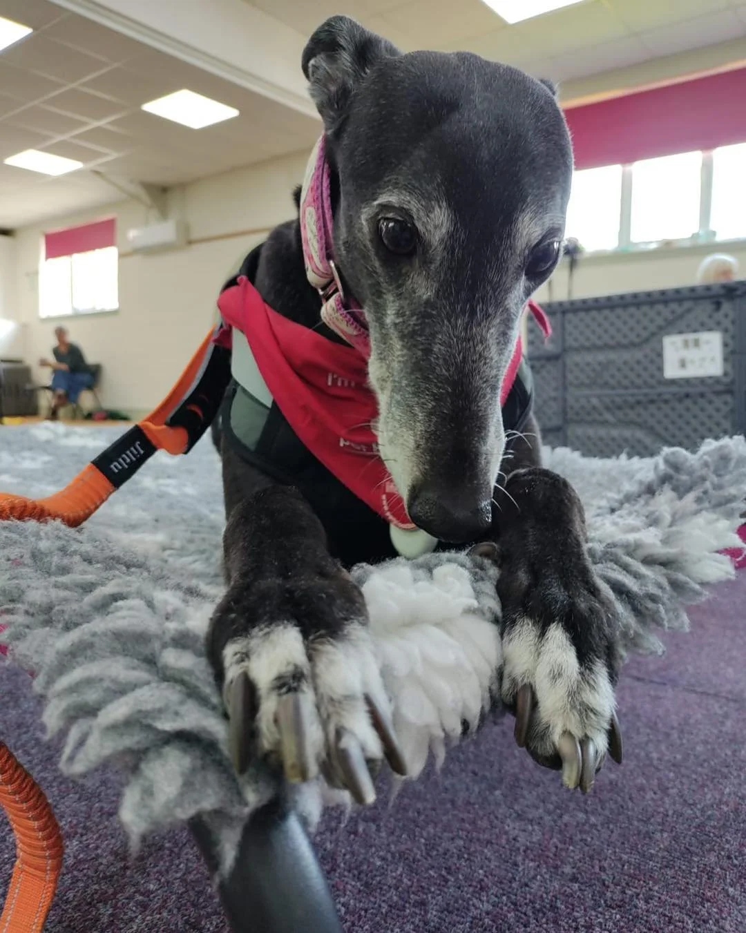 Happy birthday to the lovely Star, who celebrated her birthday this week.

This little poppet is totally adored by Steph, Will and her brother Shadow, and it is very easy to see why.

Star loves her &ldquo;two paws up&rdquo;, although in true Star st