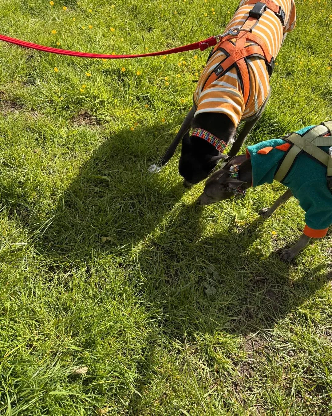 Little moments matter

Some of the best foundations for training don&rsquo;t happen in the big, obvious moments.

They happen in the quieter ones.

The sniffing.
The exploring.
The good quality sleep.
The little check-ins.

These might look small, bu