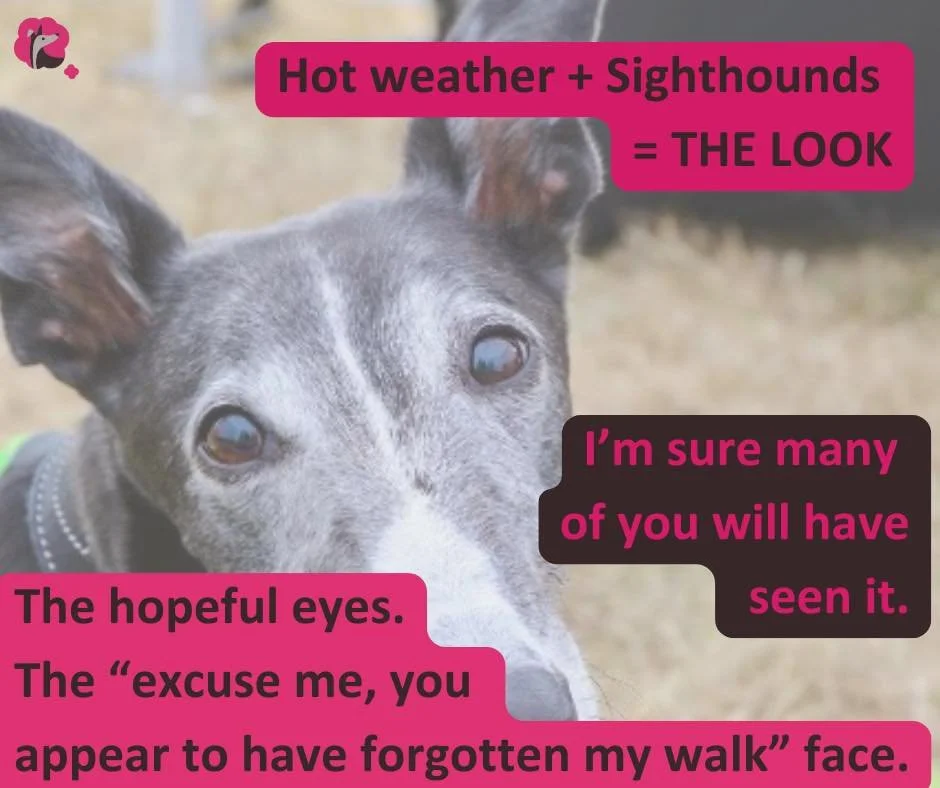 It&rsquo;s getting hot out there! 
And hot weather + sighthound often equal the look.

The &ldquo;excuse me, you appear to have forgotten my walk&rdquo; face.

But this is where we need to stay strong.

A missed walk is not a disaster. Keeping them s