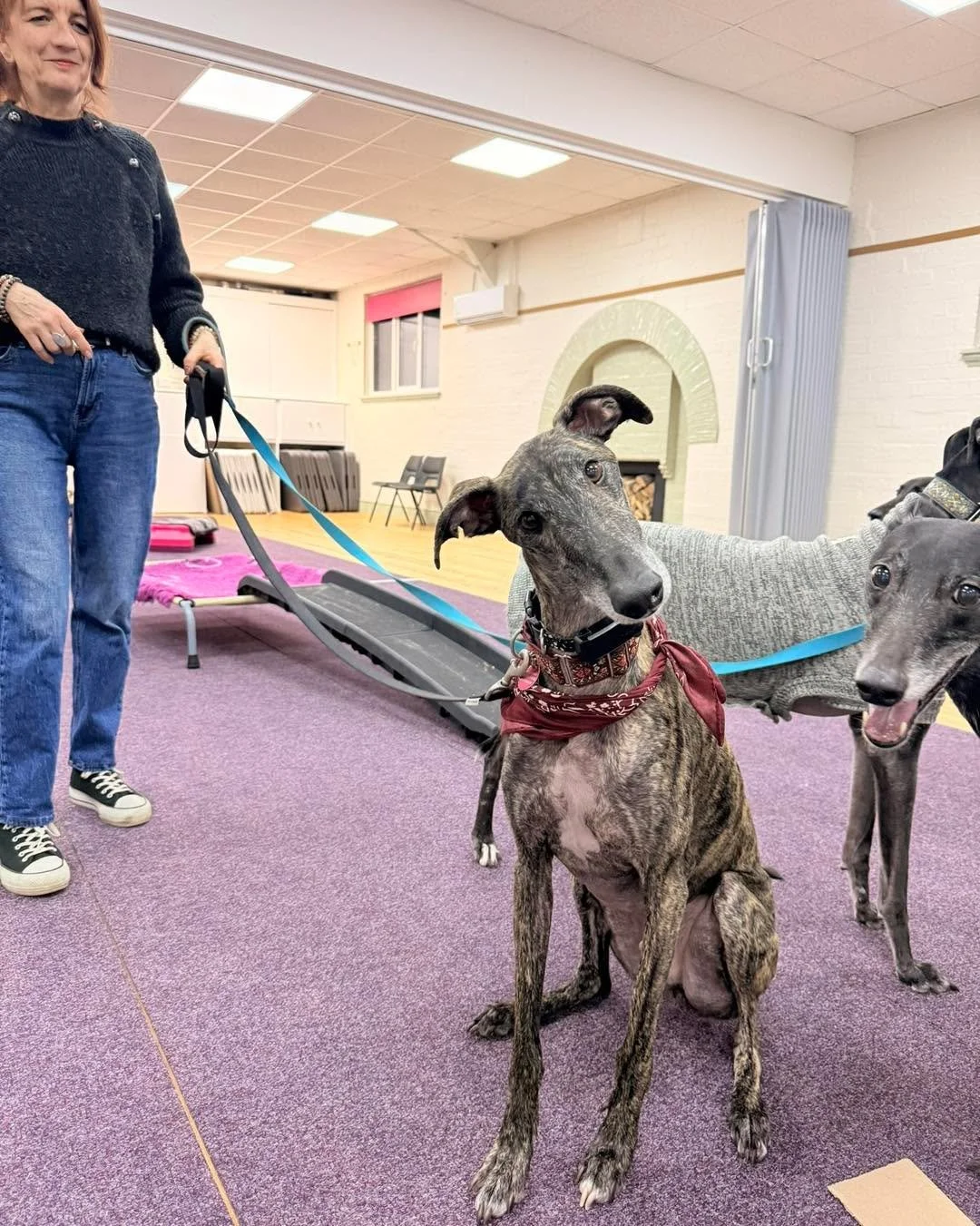 Happy Birthday to the lovely Lu, who celebrated his birthday this week 

Lu the Galgo, AKA Mr Wiggle Bum, joined Tina&rsquo;s family after she volunteered at @galgosdelsol and was definitely not coming home with a dog. 😂

Well, we all know how that 