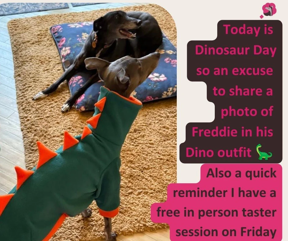Today is Dinosaur Day, so an excuser to share Freddie in his dino outfit from @izzyandfinns . 🦕
Also, quick reminder, I&rsquo;ve got a FREE in-person Sighthound Skills Taster Session this Friday.
It&rsquo;s a relaxed hour for anyone who wants to und