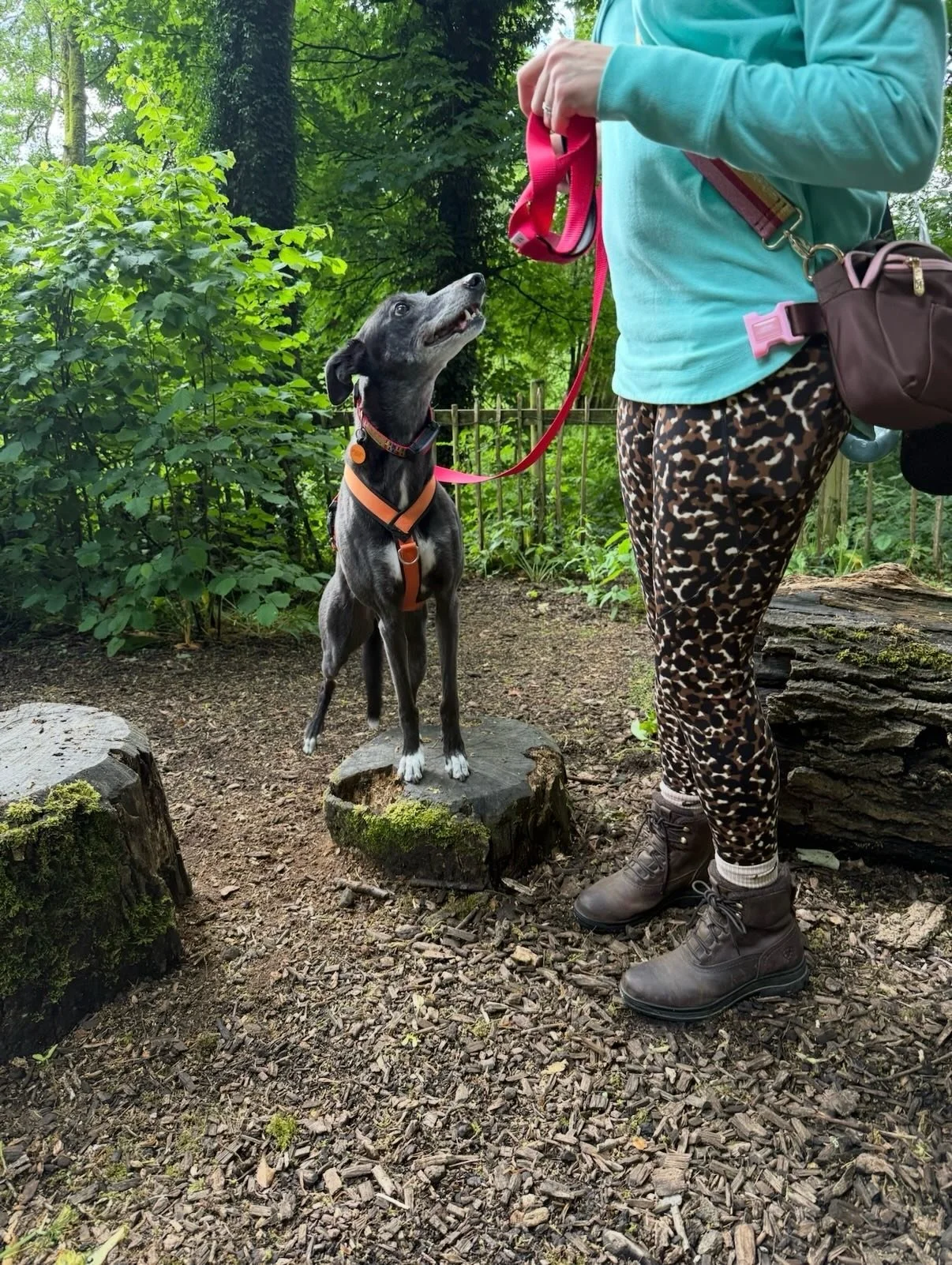 It&rsquo;s National Greyhound Day, it&rsquo;s Insight Hounds&rsquo; 4th birthday, and it&rsquo;s also my birthday too 

Greyhounds have shaped my life in ways I never imagined.

They are the inspiration behind Insight Hounds, and our greyhound Oscar 