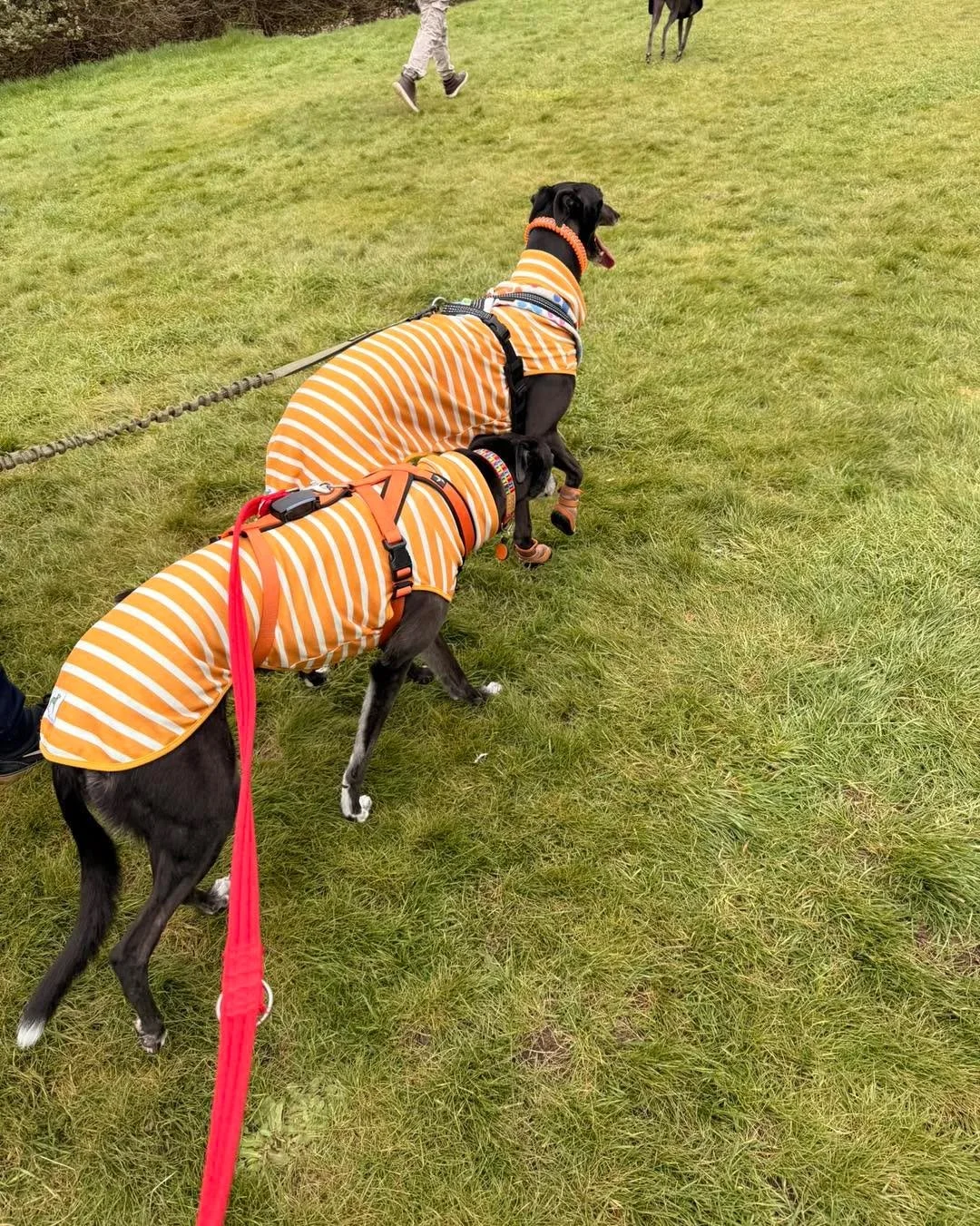 🌳Our next sighthound walk is on Sunday 14th June at 10:30am at @castlebromwichhallgardens

This is a lovely, relaxed walk with other sighthound people, giving the dogs chance to enjoy a gentle wander in beautiful surroundings.

All dogs must stay on