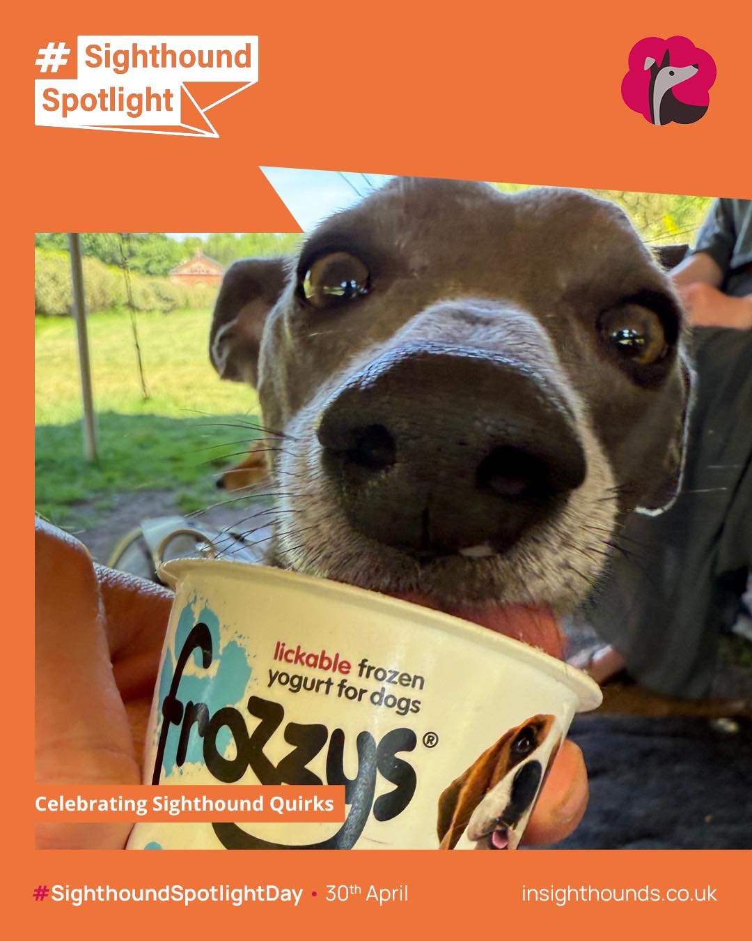 Celebrating Sighthound Quirks 
Seeing a adopted dog finding much joy in a experience never gets boring! 
Did you capture your Sighthound loving an experience. 
Captions as always welcome. ⬇️ #sighthoundspotlight #celebratingsighthoundquirks