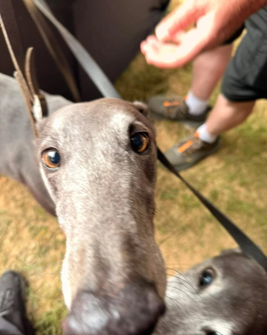 A great day at @daybreaks_trust  20th Birthday Party! 

Thank you to everyone who came to say hello. Loved seeing all the hounds and their humans.