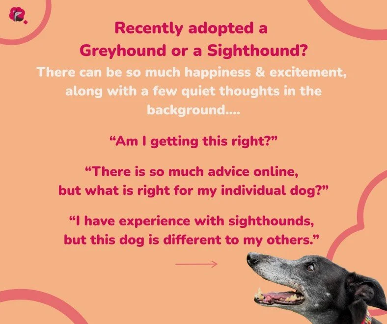 Recently adopted or fostering a greyhound or sighthound?
There can be so much happiness and excitement, along with a few quiet thoughts in the background&hellip;
&ldquo;Am I getting this right?&rdquo;
Or &ldquo;There is so much advice online, but wha