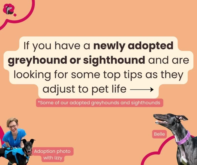 Ifyou have a newly adopted greyhound or sighthound and are looking for some top tips as they adjust to pet life, I&rsquo;d love to support you.
With the heat creating a space in my diary, I&rsquo;m offering a free online session on Sunday 12th of Jul