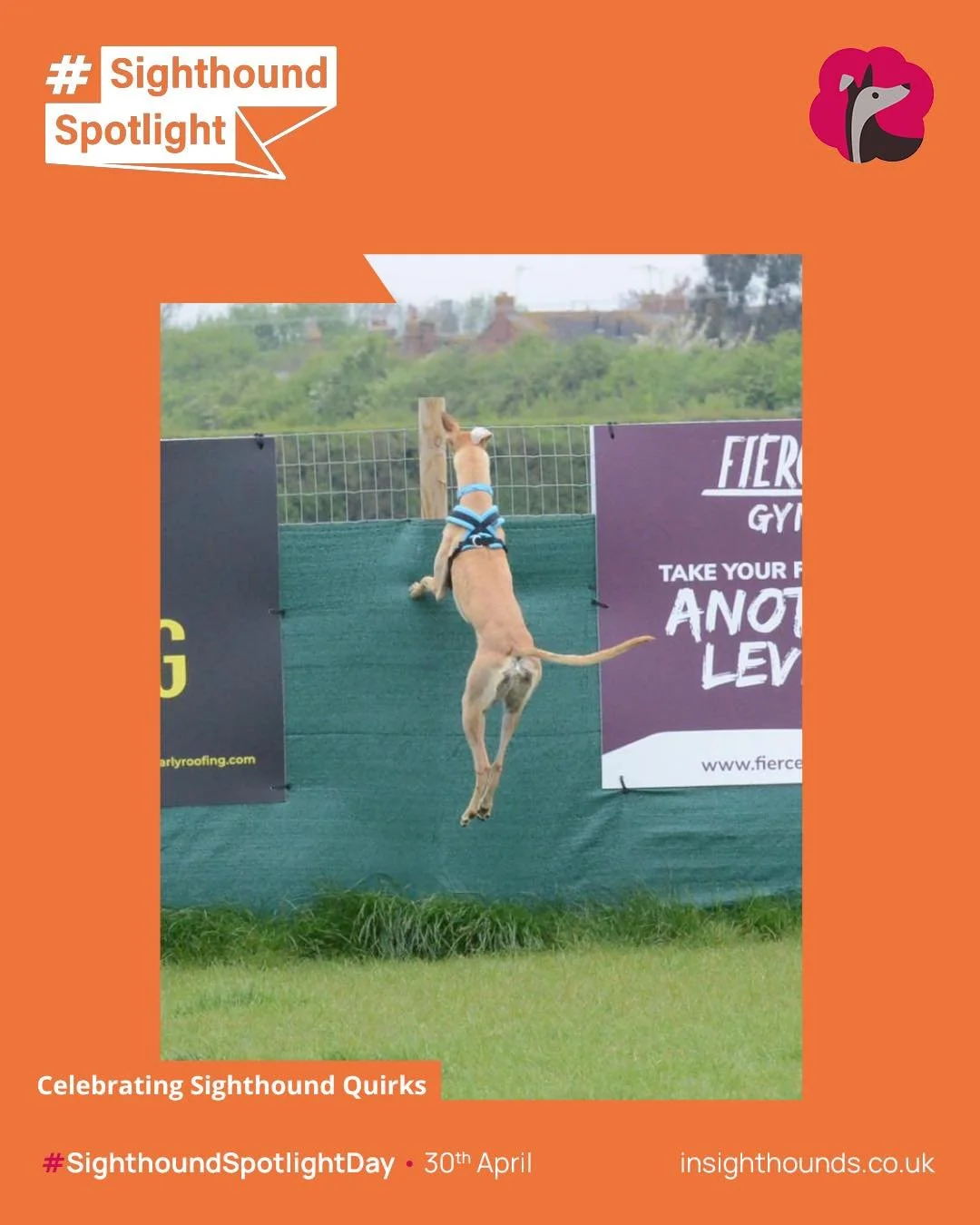 Celebrating Sighthound Quriks 

Captions welcome ⬇️

#celebratingsighthoundquirks  #sighthoundspotlight