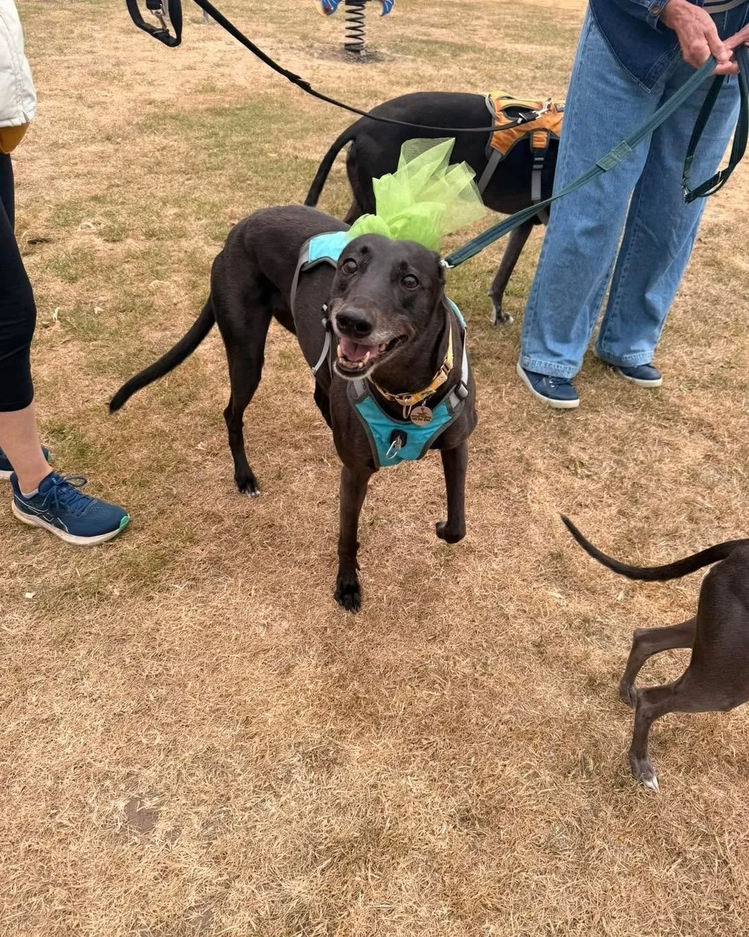 Indi turned 11 last week, and she really is a very special girl.

She retired last year as a Pets as Therapy dog, although she still enjoys the occasional visit to a retirement home&hellip; and the odd digestive biscuit!

She has had some health conc