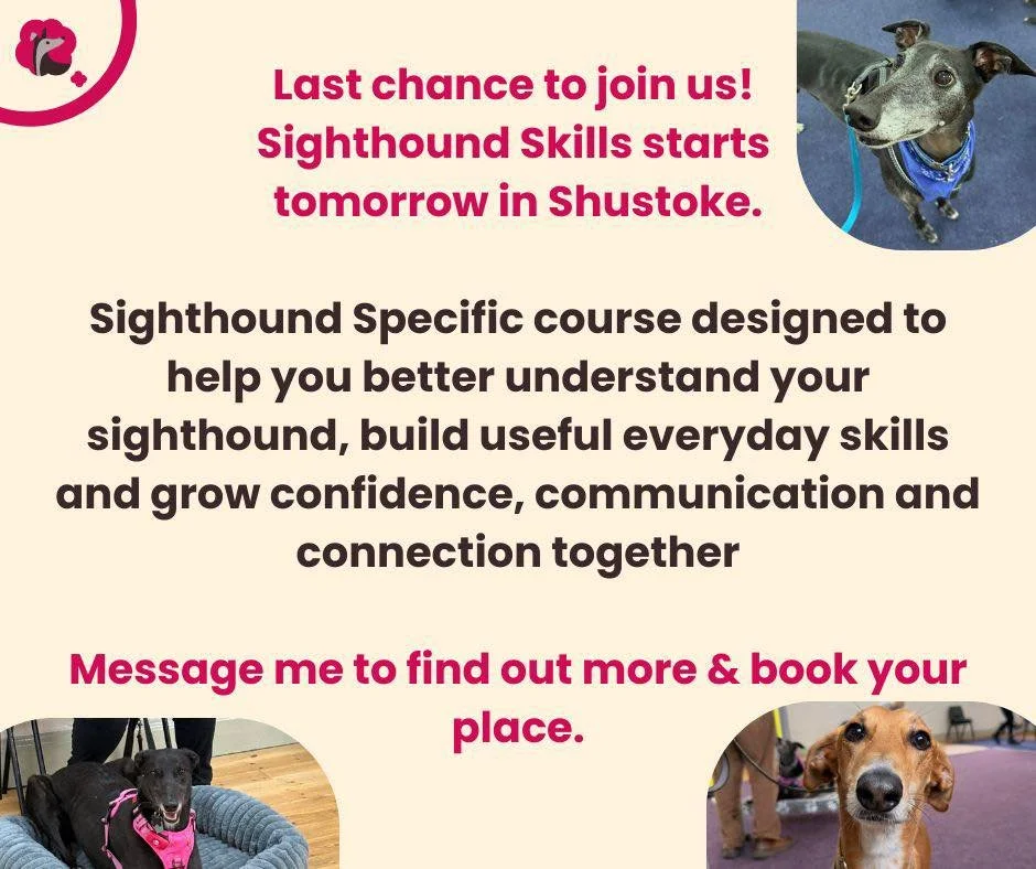 Last chance to join us!

Sighthound Skills starts tomorrow in Shustoke.
Sighthound Specific course designed to help you better understand your sighthound, build useful everyday skills and grow confidence, communication and connection together

Messag