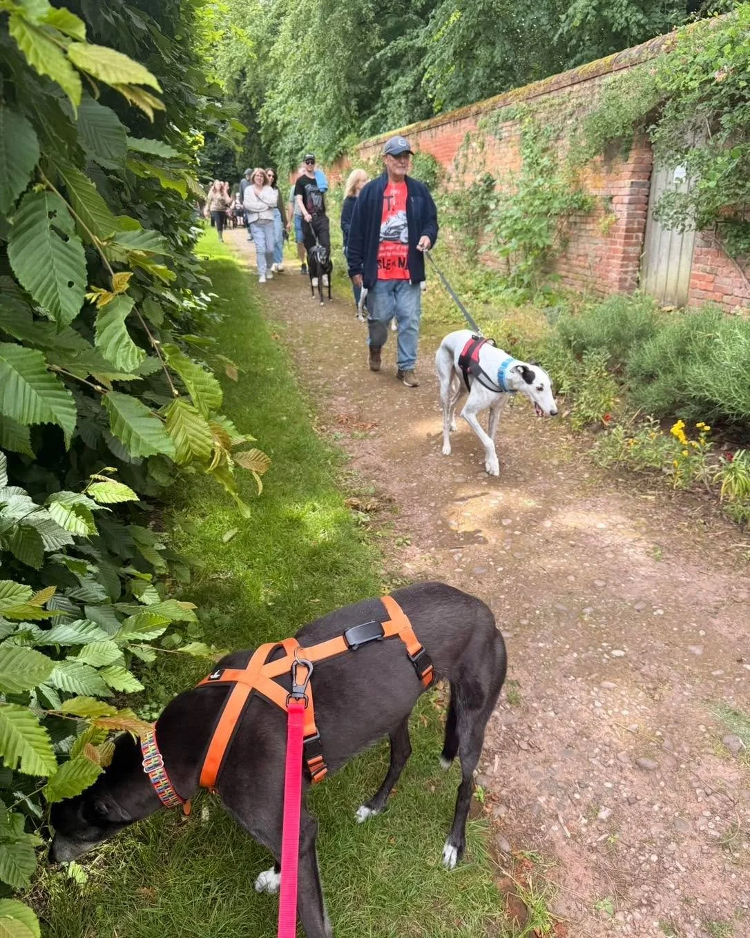 Our next Social Walk is Sunday 9th August 10.30am at Castle Bromwich Hall Gardens 

A relaxed social walk with people who adore Sighthounds. Lots of dog chat, beautiful garden and they sell wonderful cake! 

All dogs on lead and the gardens charge an