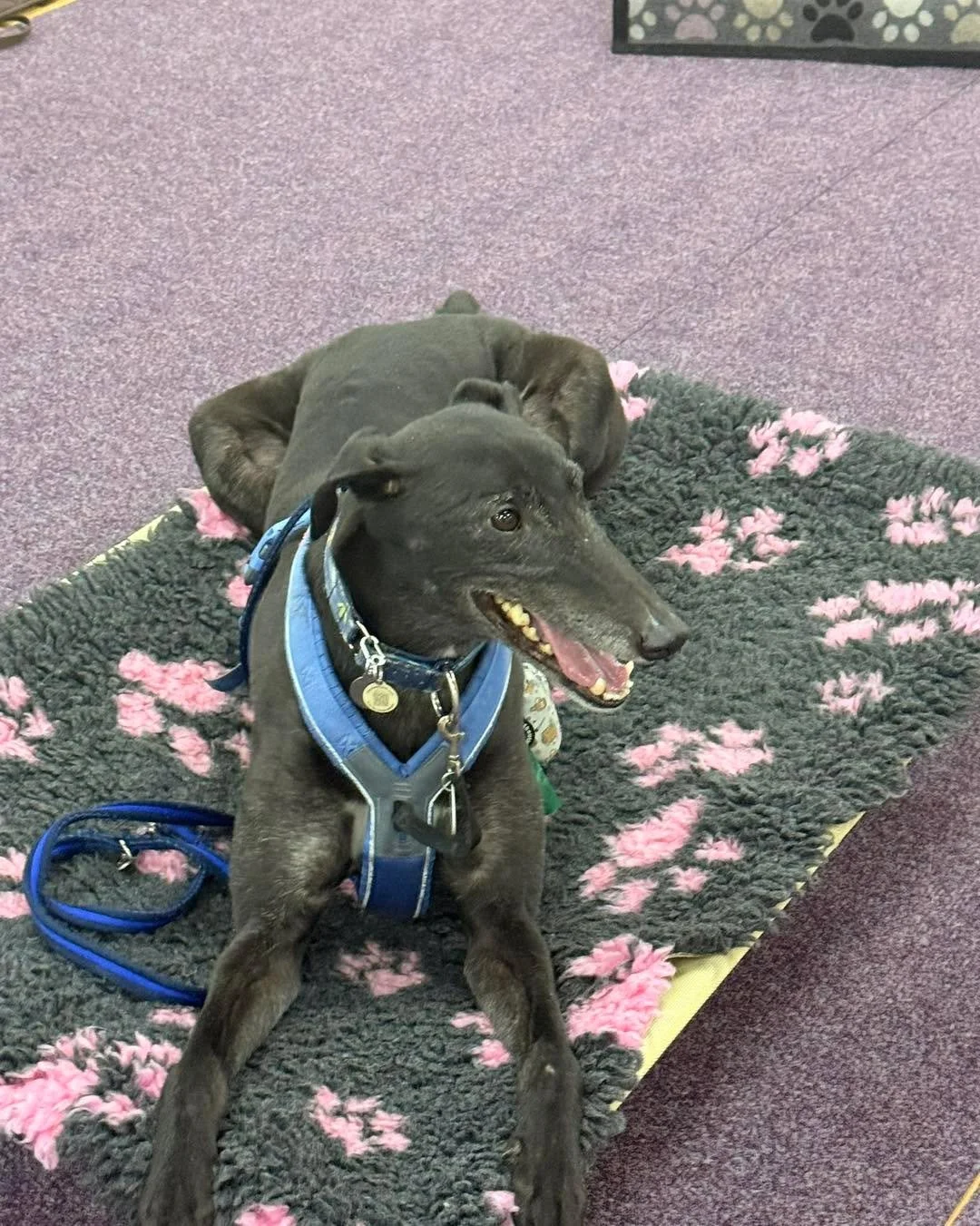 Happy Birthday, Koda! 🩷

Happy Birthday to Koda Bear, who celebrated his birthday this week!

When Jess first adopted Koda, he found the world overwhelming and completed his first Sighthound Skills course online because class was just too much. Look