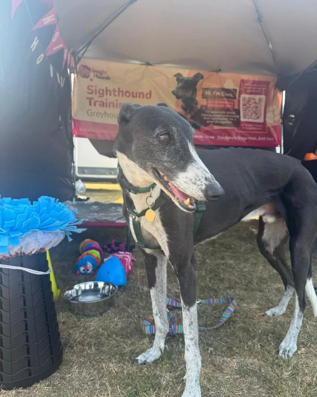 A fab dat 1 at Greyfest! 

So many lovely people, brilliant charities and businesses and of course amazing Sighthounds! 

Wonderful to spend time with Becca and Del Boy! 

Day 2 here we go.. 

behaviourbybecca

#Greyfest #greyfest2026