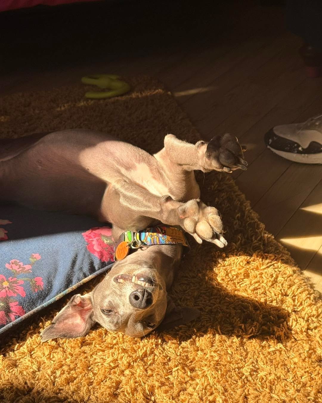 Many of us are enjoying the slightly cooler weather. 

Freddie however is still chasing the sun spots!
