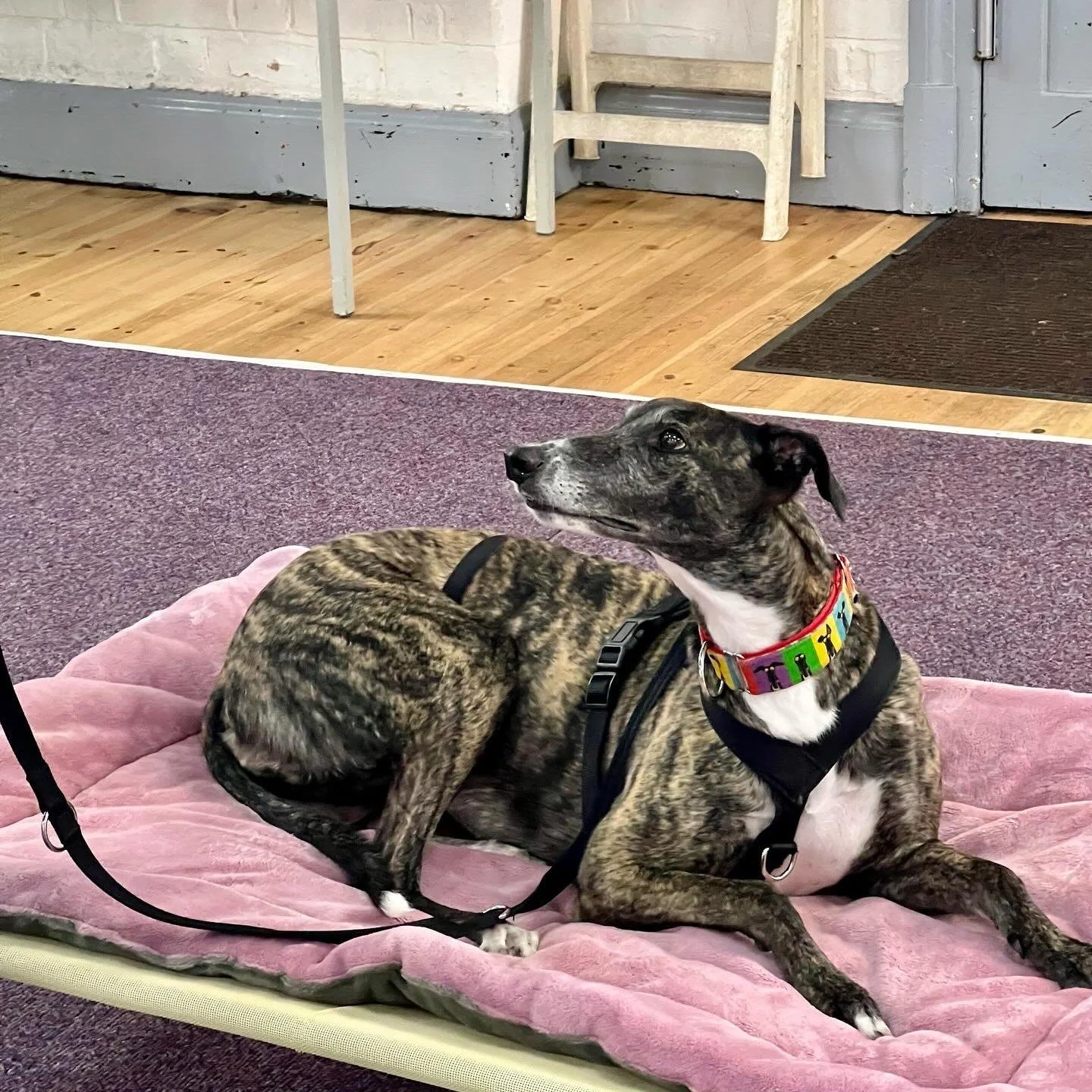 It&rsquo;s National Brindle Dog Day! Created by our friends over at @thesighthoundsavoy  it&rsquo;s a day to share fabulous brindle dogs across social media. 

Here are a few of the gorgeous brindle dogs I&rsquo;ve been lucky enough to work with. 

L