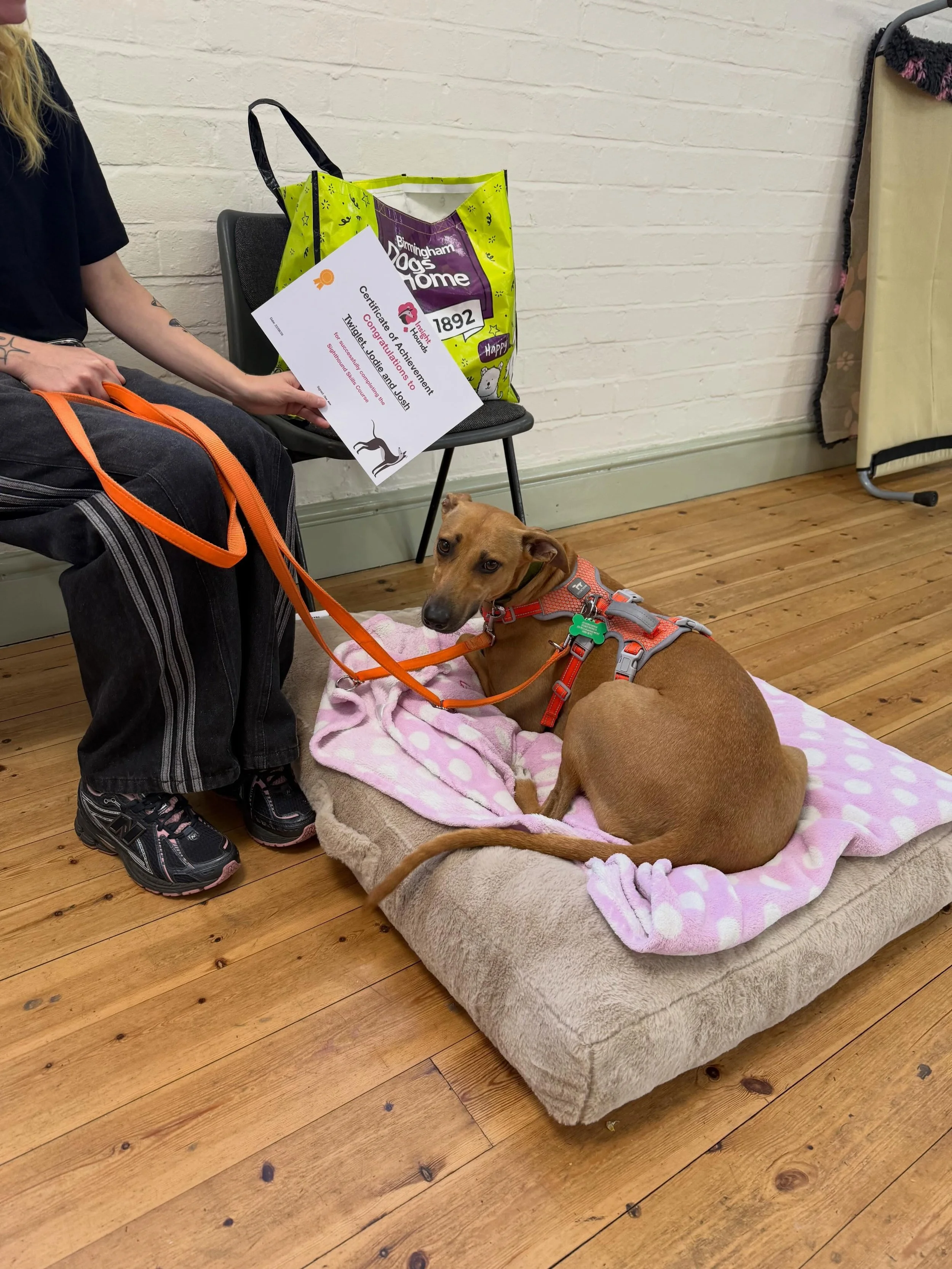 A few moments from classes this week! 

A big congratulations to Aoife and Twiglet, who completed their Sighthound Skills course this week!

Sometimes training doesn&rsquo;t need to look like traditional training to make a real difference. It can be 