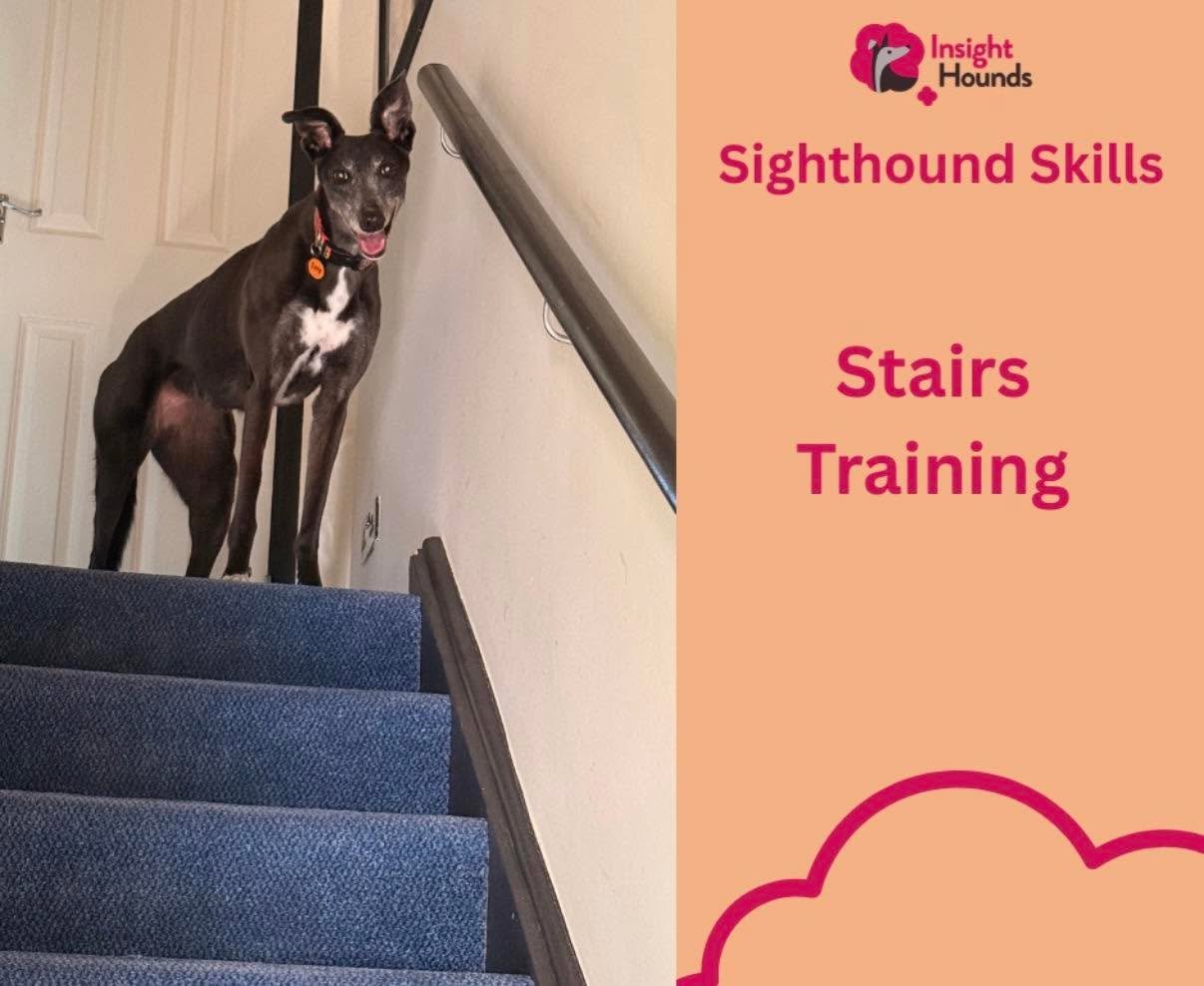 Stairs training for greyhounds! 

We know many greyhounds can find stairs a challenge. Our Izzy was one of them. 

I&rsquo;ve designed a self study course focusing on growing the training skills and confidence for using stairs. 

Link in the bio or c