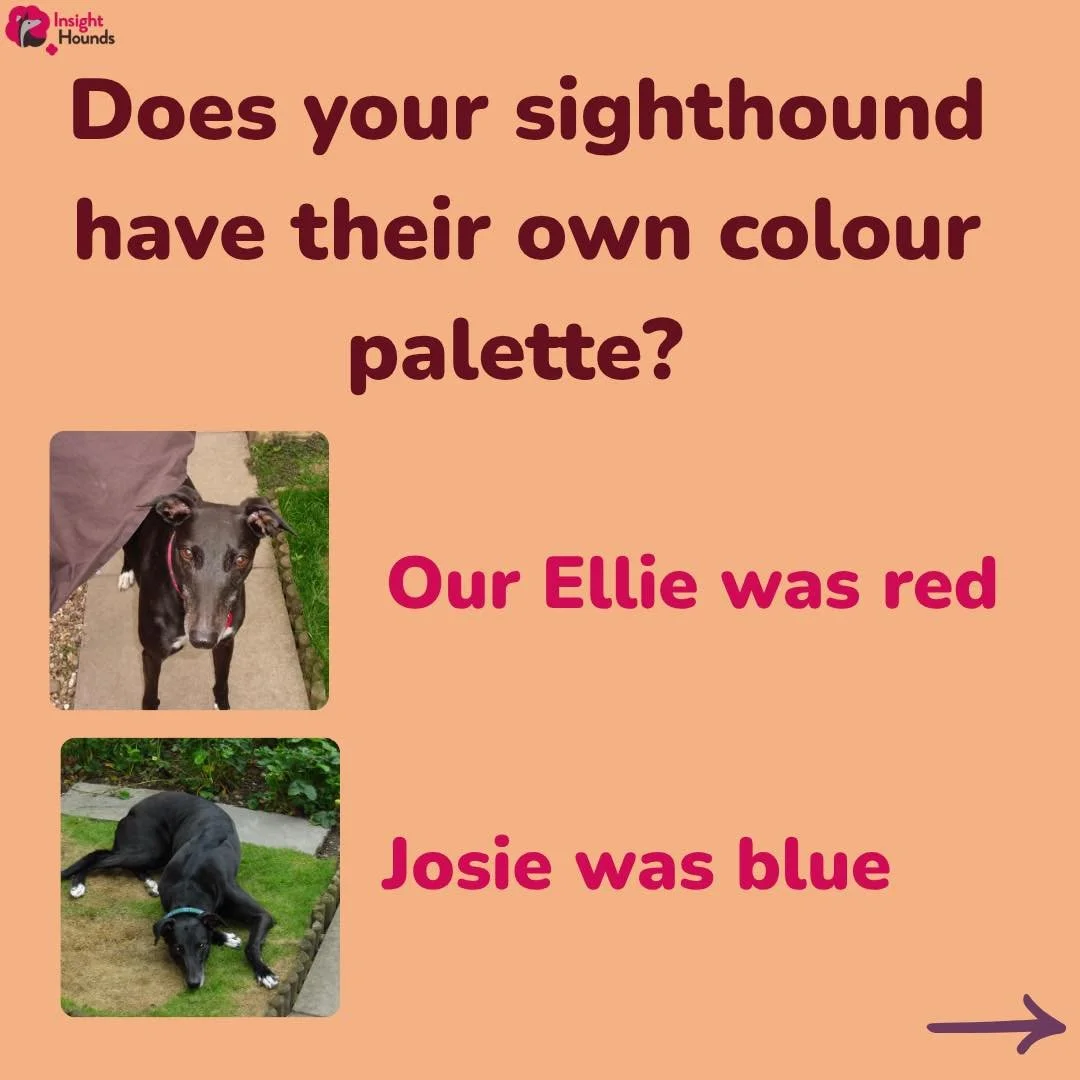 Does your dog have a colour palette or theme? 

Somehow each of our dogs has had their own colour or colours. 

Does your dog ? Or is yours team anything goes?