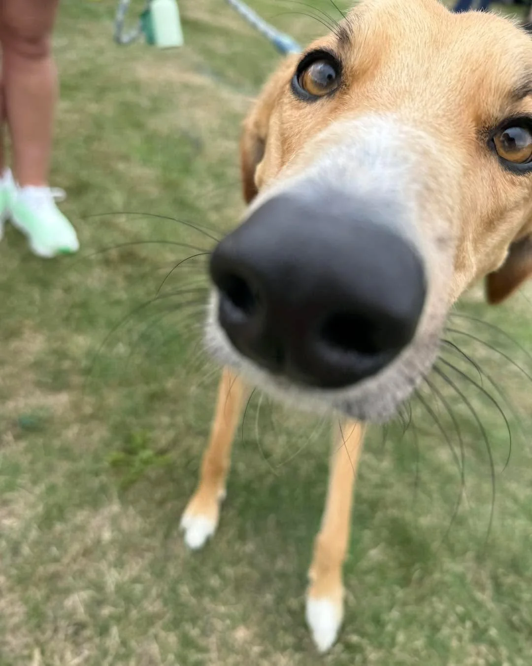 A fab time at Croft Farm for the Camping and Caravanning with Greyhounds and Sighthounds Event! Thanks to Dave and the team for organising such a brilliant event.