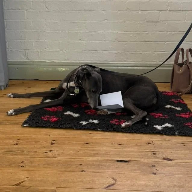 We had two birthdays to celebrate this week. First up, the lovely Summer. 

Summer is such a sweet, delicate greyhound. She loves to lie down, quietly observe and supervise everybody in class. I think she finds watching everyone else learn rather ent