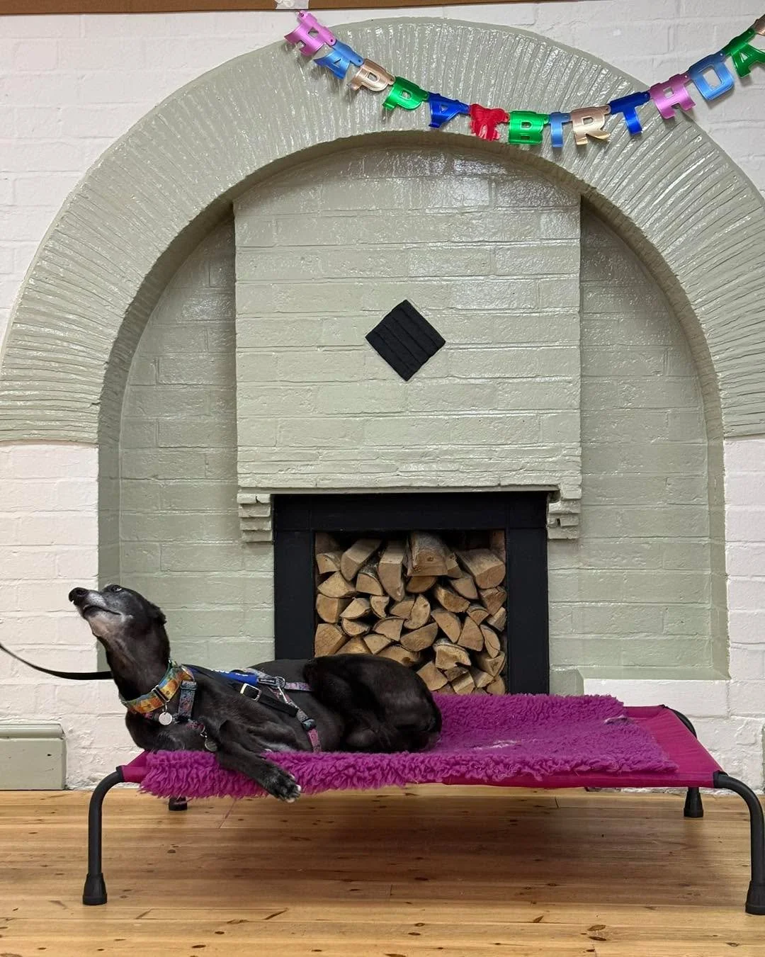 Our second birthday boy is the lovely Archie! 

Archie can find the world a little complicated at times, particularly when unfamiliar people enter his personal space. Underneath that uncertainty, though, he is a real sweetheart.

He has come such a l