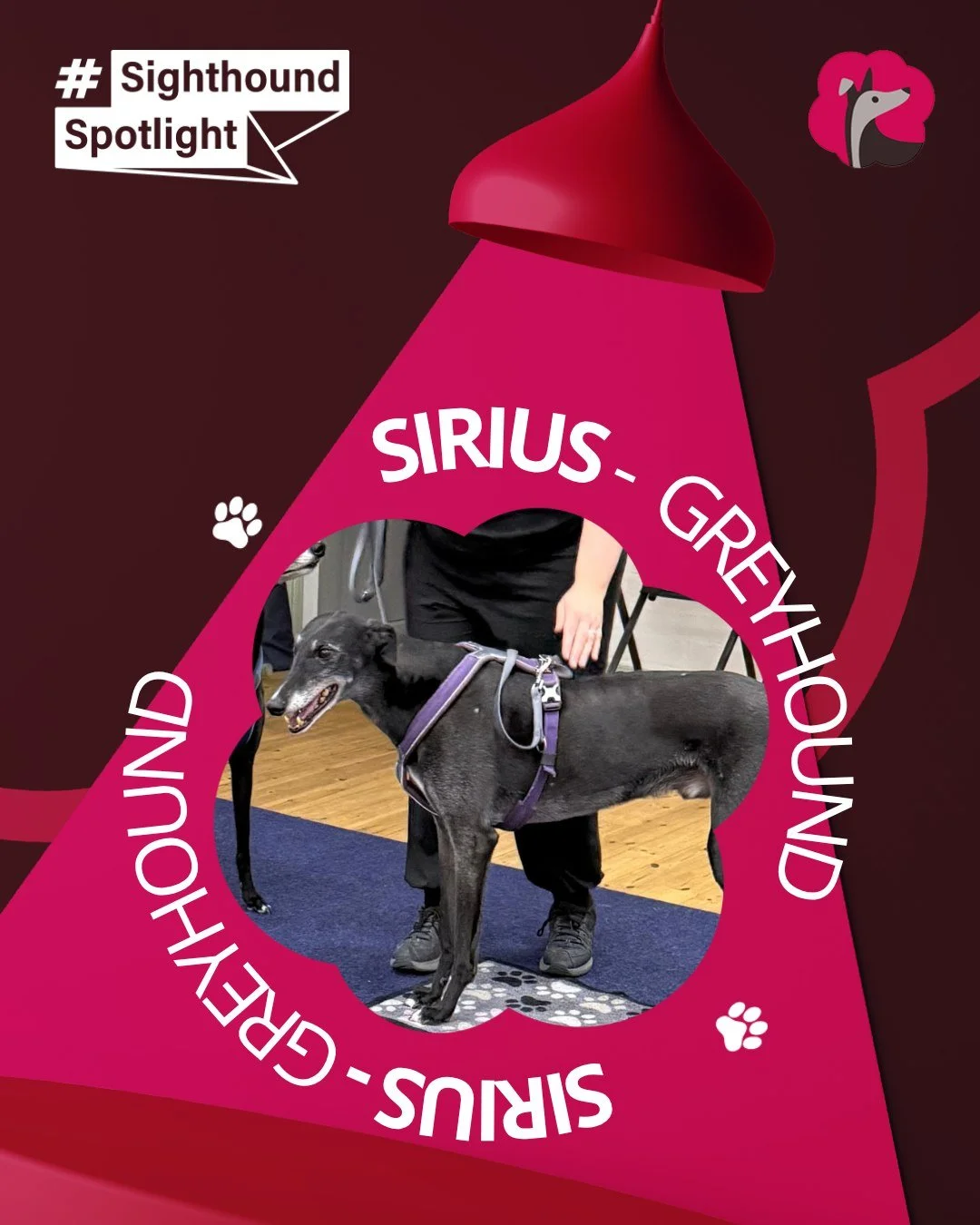 The lovely Sirius celebrated his birthday last week 
This boy is absolutely adorable and, I&rsquo;ll be honest, he challenges me in the best possible way.
Take the textbook for training a dog and Sirius breaks most of the rules!
He can be incredibly 