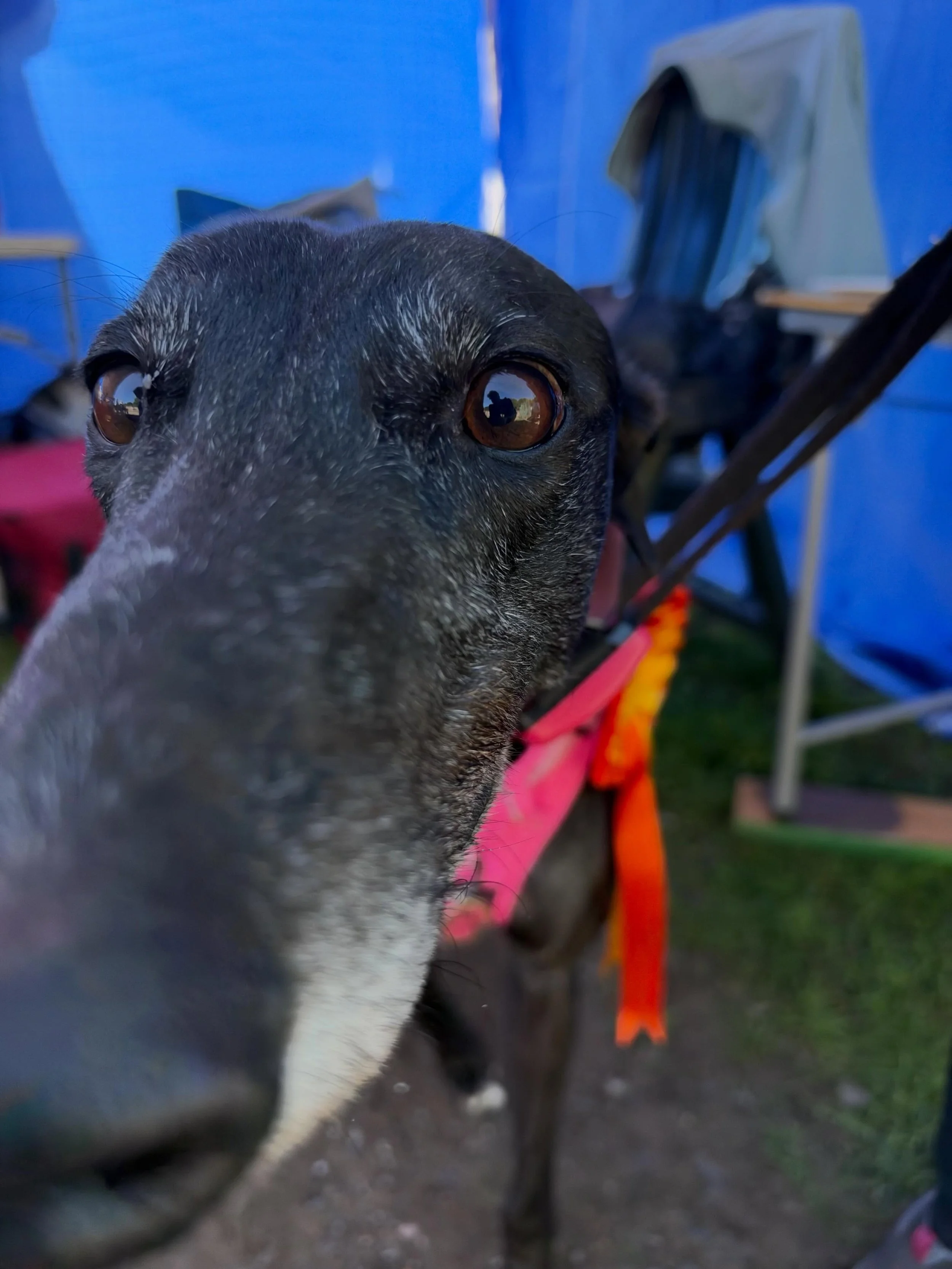 Thank you so much to @home_run_hounds I had a lovely time at their Watford Gap event today.

It was fab to catch up with so many familiar faces, gorgeous dogs and meet some new people too.
