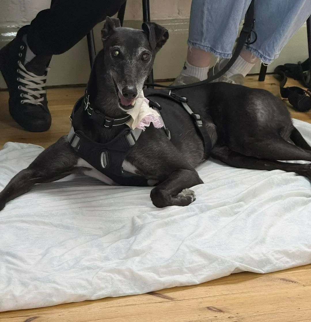 Happy birthday to Polly, the pocket rocket! 

Polly is a bundle of energetic fun. She throws herself into activities with so much enthusiasm, and she&rsquo;s always ready to greet everyone she meets. If we could bottle her zest for life, I&rsquo;m fa