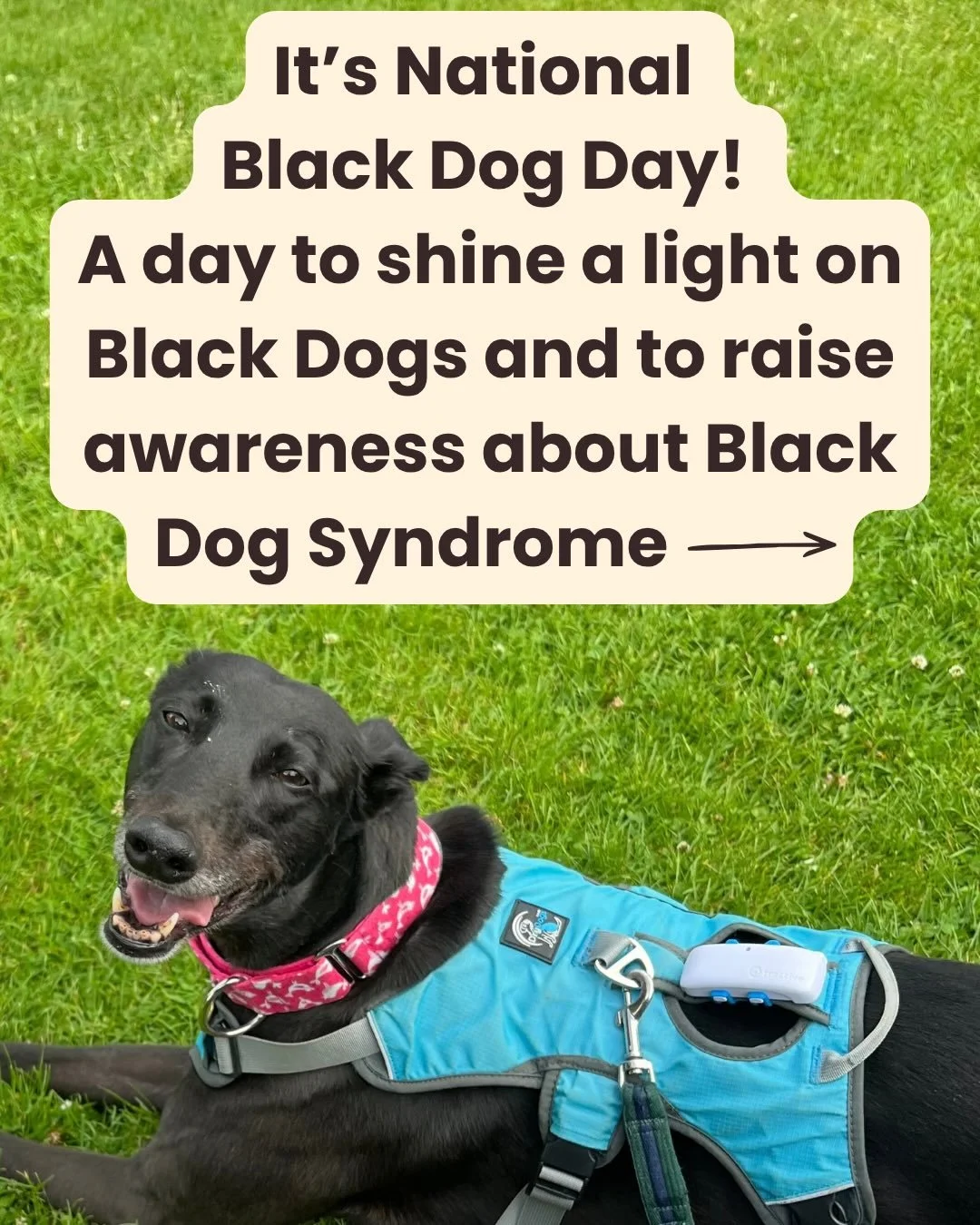 Today is National Black Dog Day, a day to shine a light on black dogs and raise awareness about Black Dog Syndrome.

We see a lot of black greyhounds in rehoming centres. Black coat colour in greyhounds is linked to a dominant gene. so we often see m