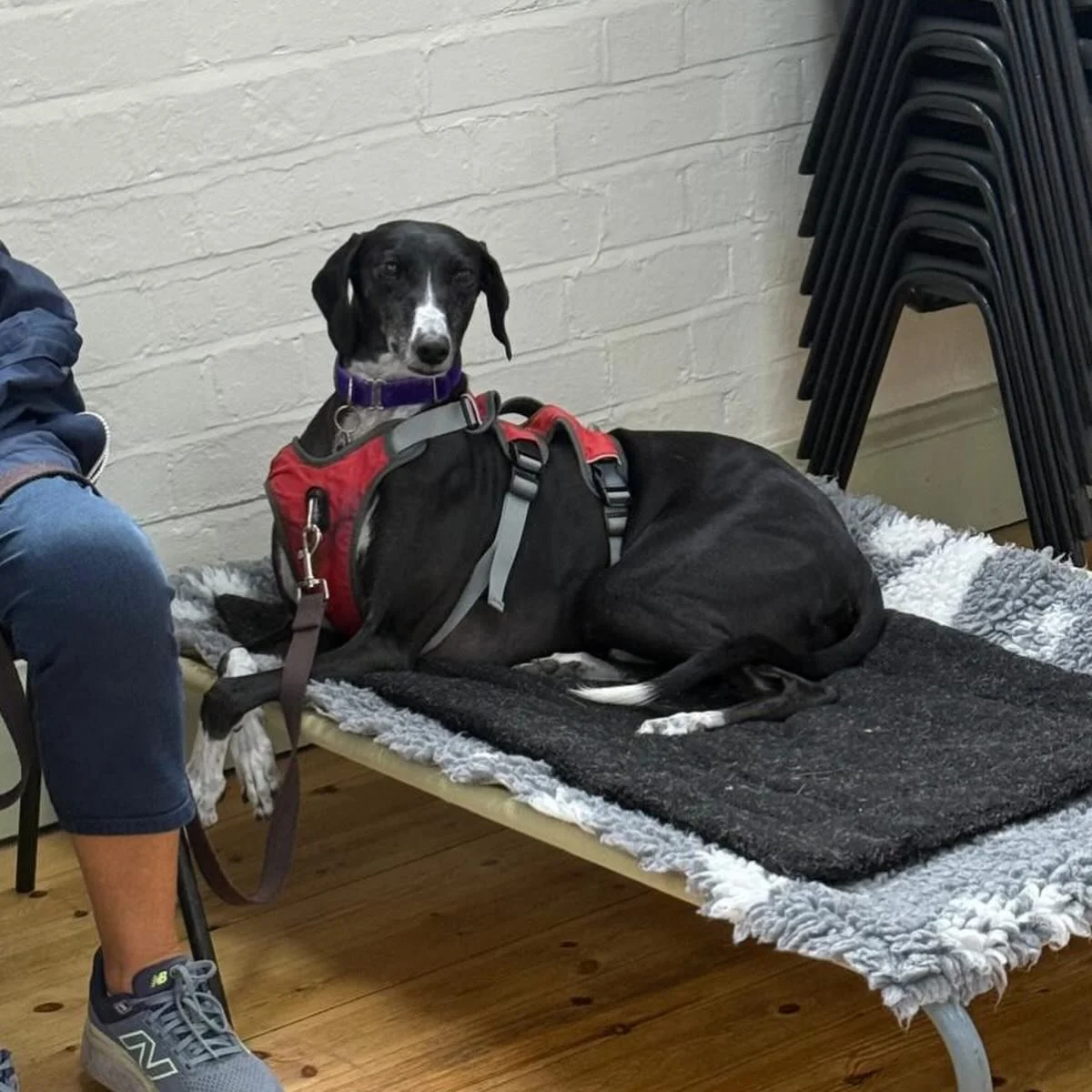 We&rsquo;re in peak birthday season with our members at the moment, and this time it&rsquo;s the turn of the lovely Paddy! 

The world can feel quite worrying for this boy, but seeing him with Lynn is just beautiful. Alongside his best mates, Baby an