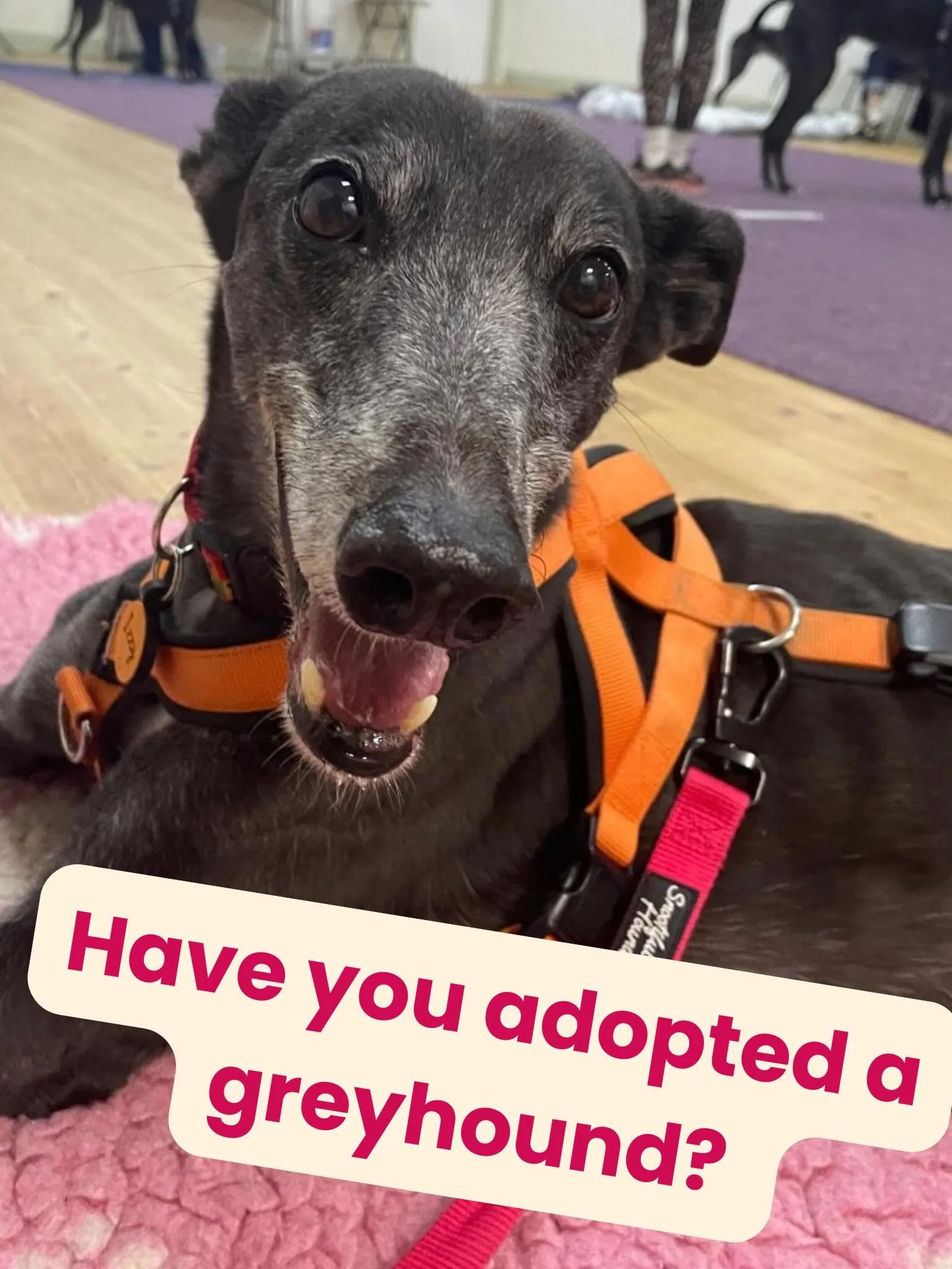 Have you adopted a greyhound? 

Settling into a new home can take time, and it&rsquo;s natural to have questions along the way. Join me this Friday for a free online session with practical tips to help your greyhound adjust to home life. We&rsquo;ll 