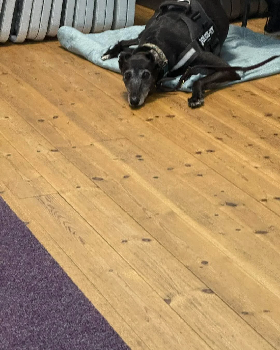 Three of our members have had birthdays recently. Number two is Cody!

Happy birthday to the lovely Cody! 

Cody is a newer member of our Insight Hounds family. She recently completed her Sighthound Skills course alongside her sister, Nala.

When Cod