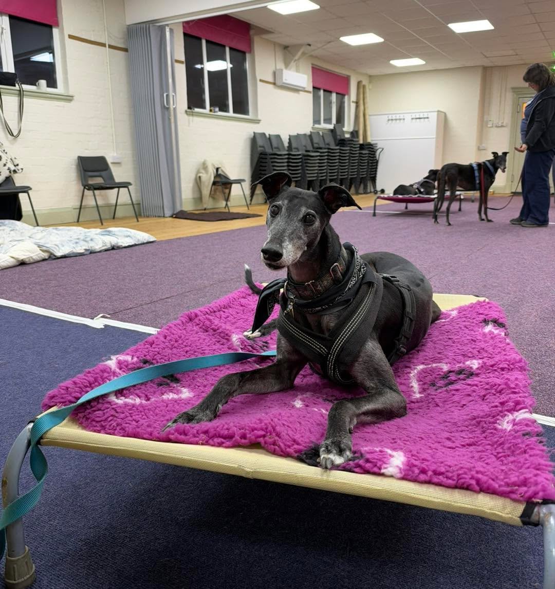Three of our members have had birthdays recently. Up first is Woody Woodstar!

Happy birthday to the one and only Woody! 

Woody has been part of Insight Hounds from the very beginning. He was in our first ever class, so I&rsquo;ve been lucky enough 
