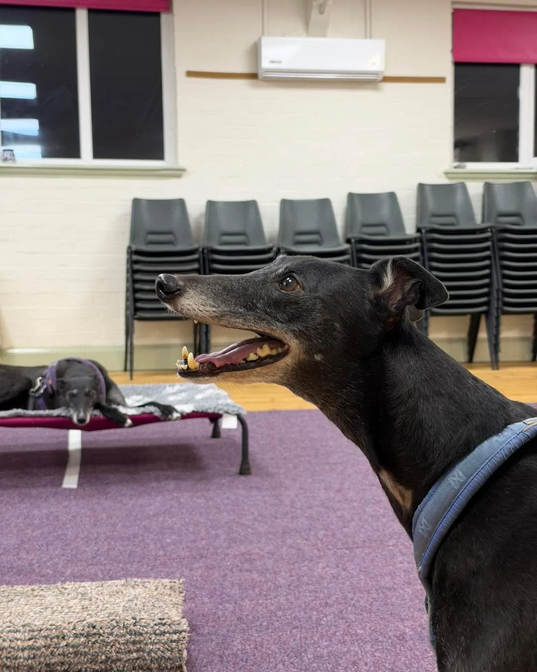 Three of our members have had birthdays recently. Number three, last but definitely not least, is Elle!

Happy birthday to the brilliant Elle! 

I talk a lot about helping dogs grow in confidence, but Elle is a little different. She&rsquo;s one of th