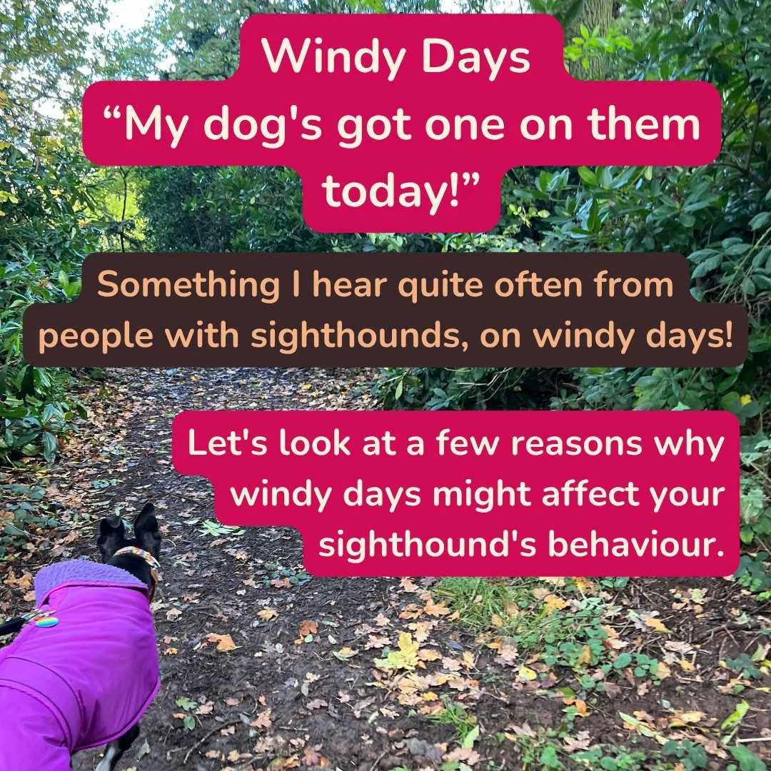 Windy Day with Sighthounds.